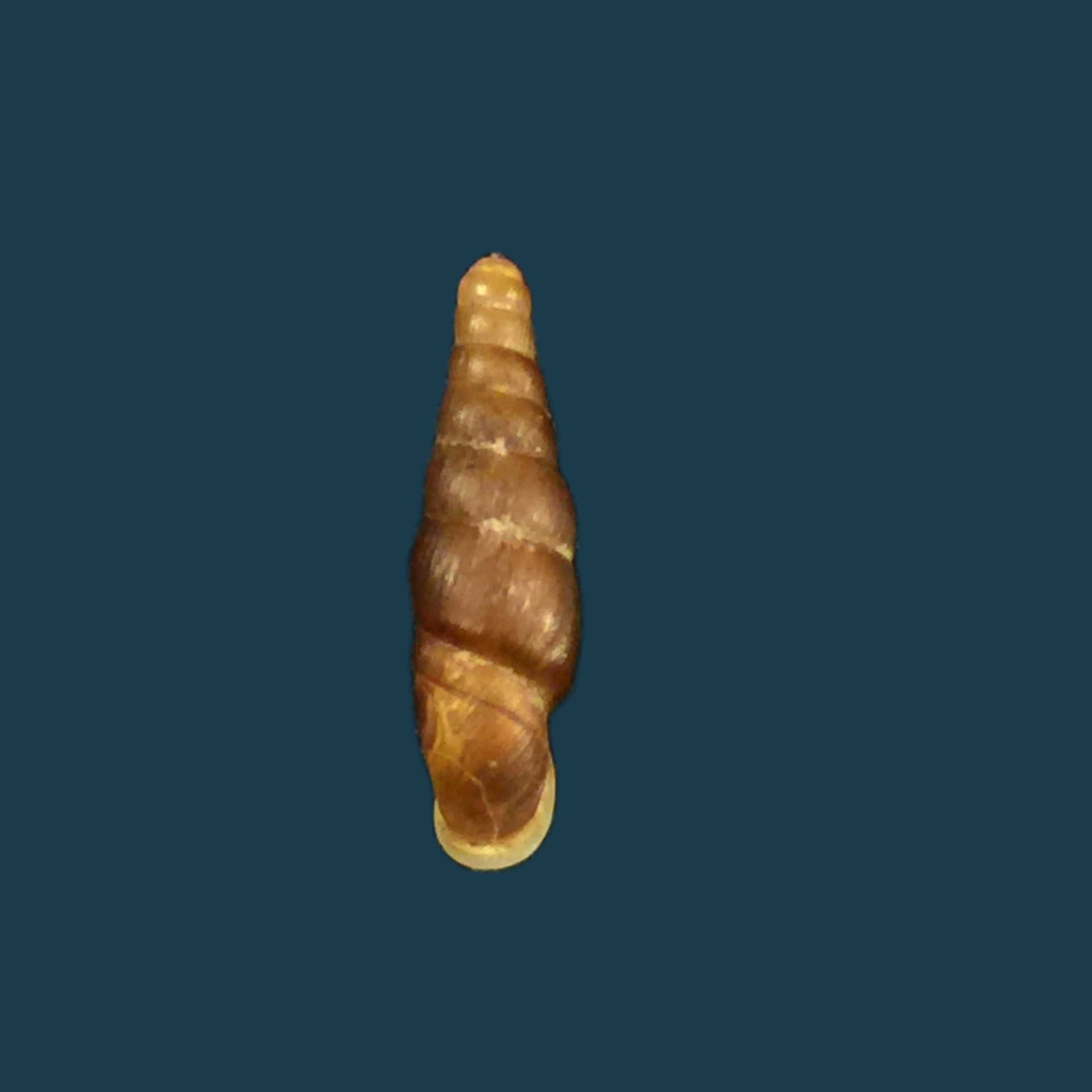 Hemiphaedusa kosakai（黑田，1941） - 13,2mm