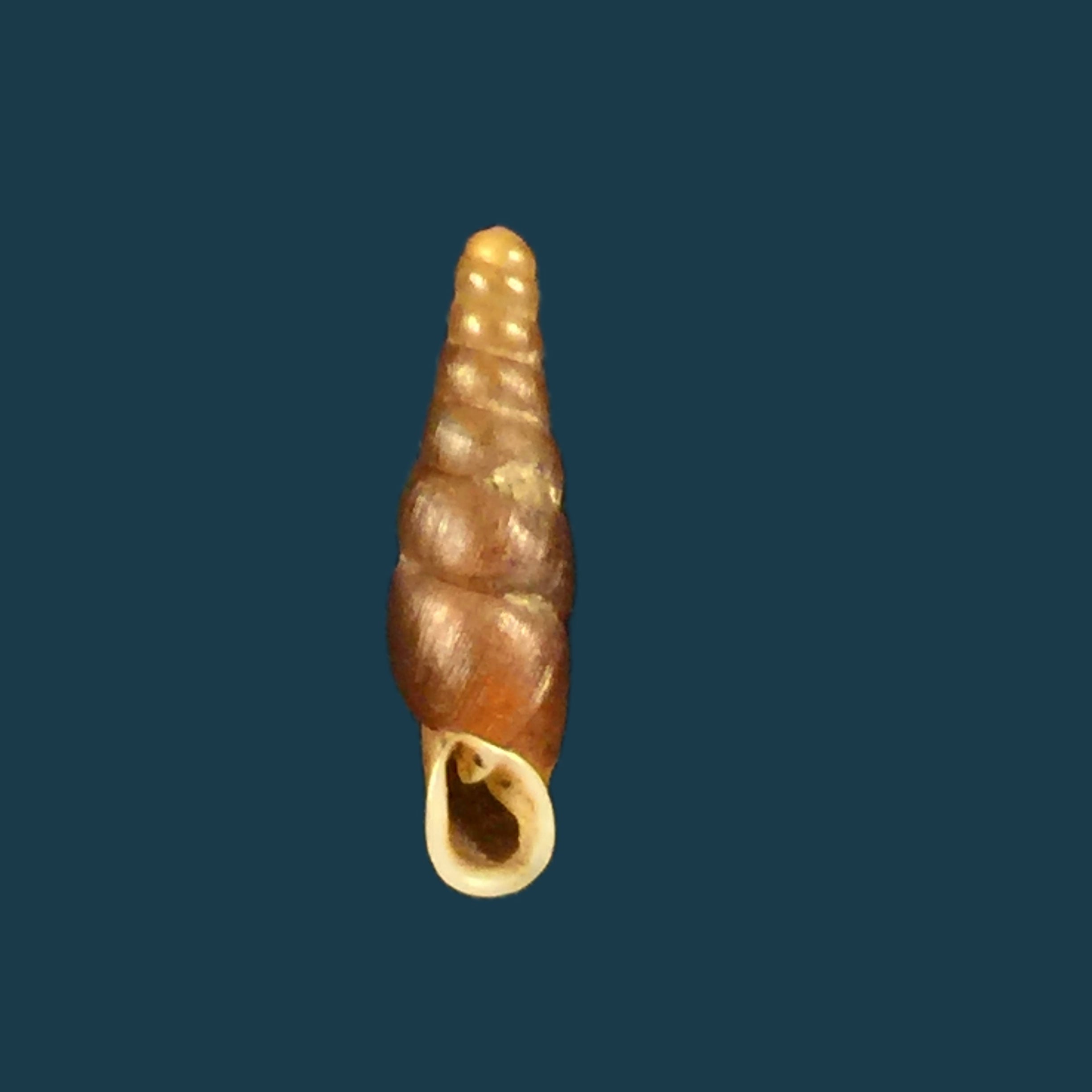 Hemiphaedusa kosakai（黑田，1941） - 13,2mm