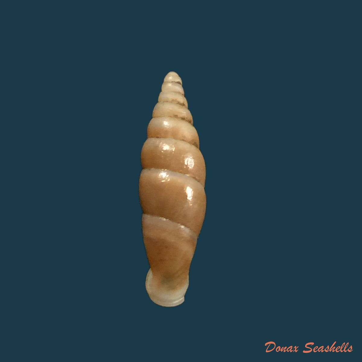 copia-de-hemiphaedusa-myersi-schmacker-boettger-1891-14-8mm