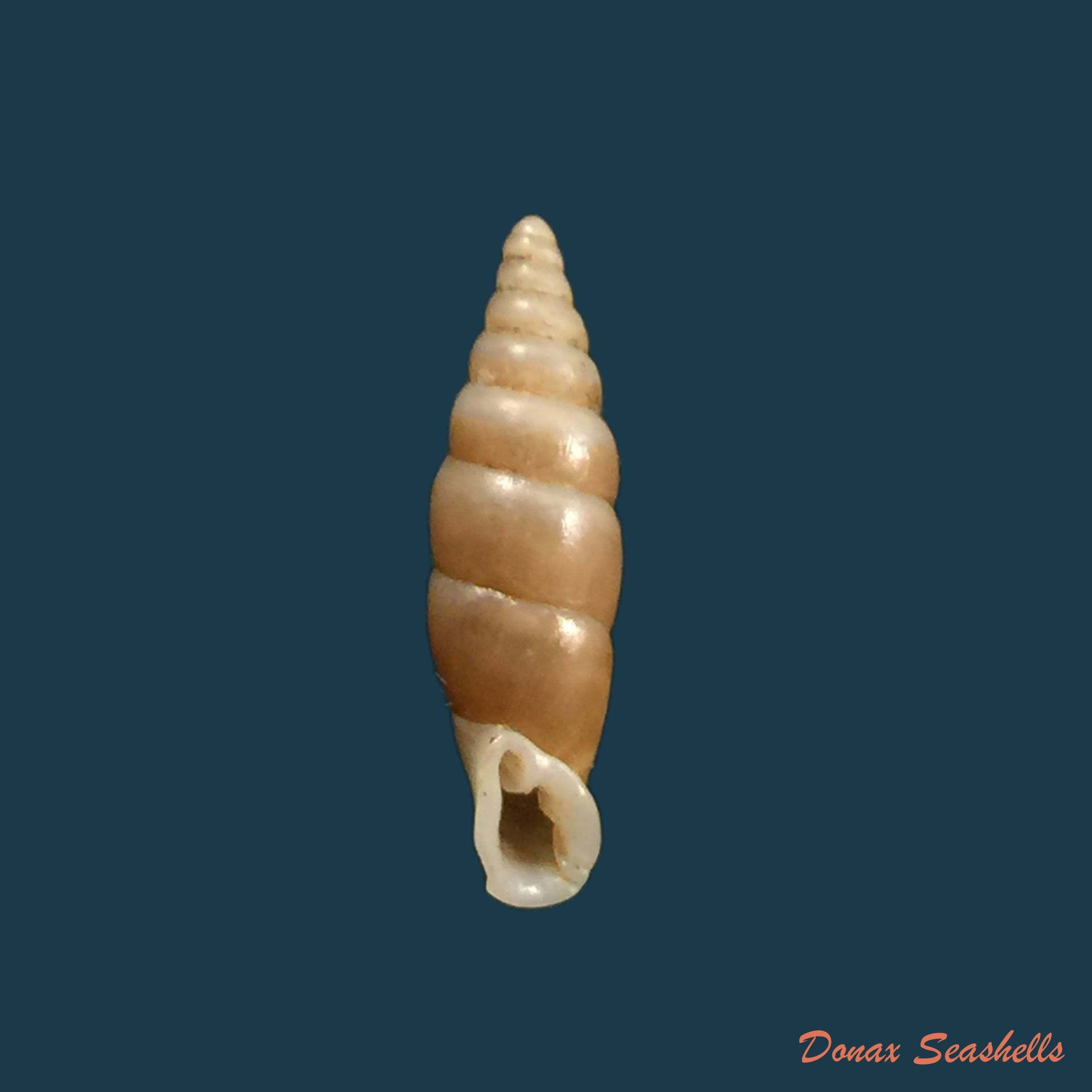 copia-de-hemiphaedusa-myersi-schmacker-boettger-1891-14-8mm