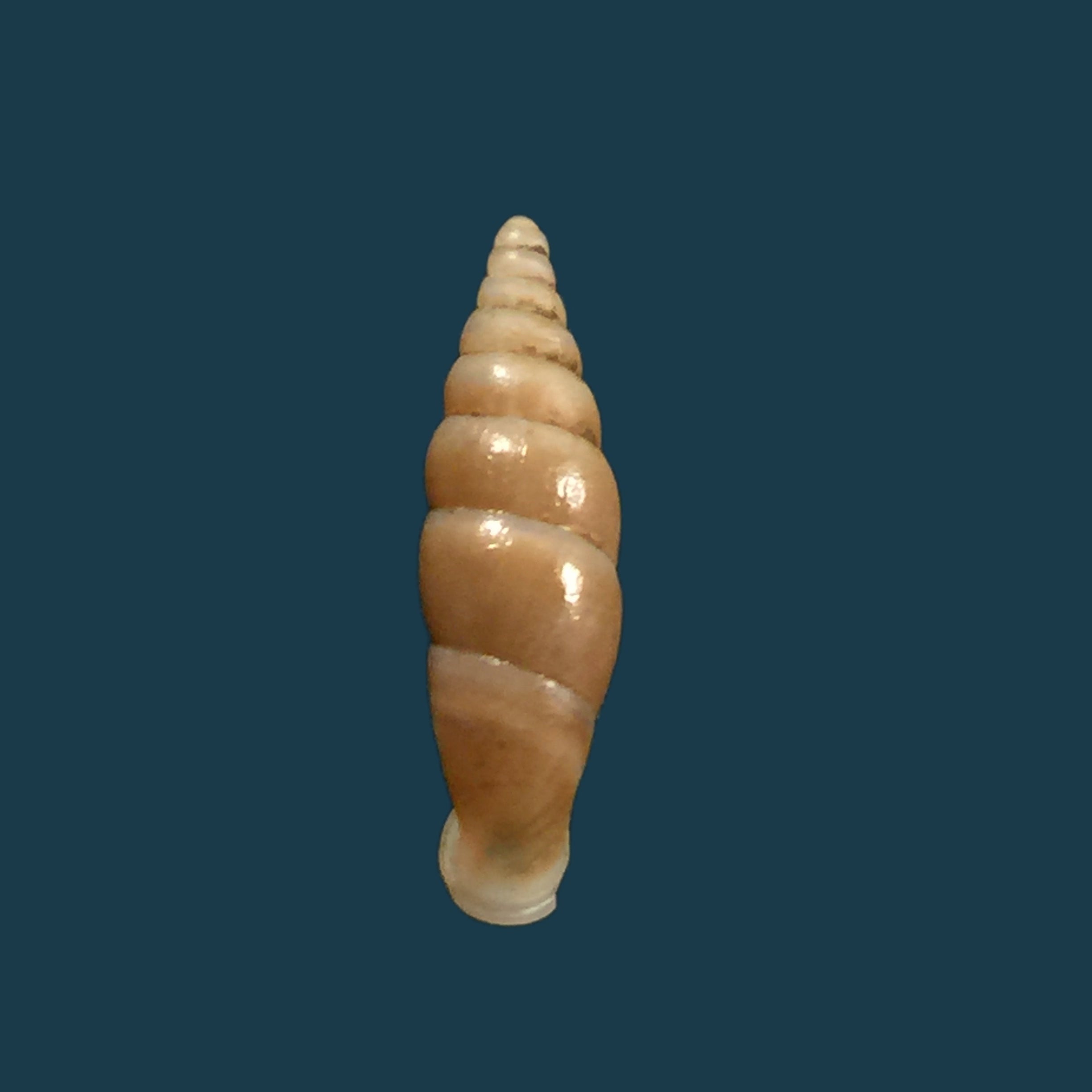 Hemiphaedusa myersi (Schmacker &amp; Boettger, 1891) - 14,8毫米