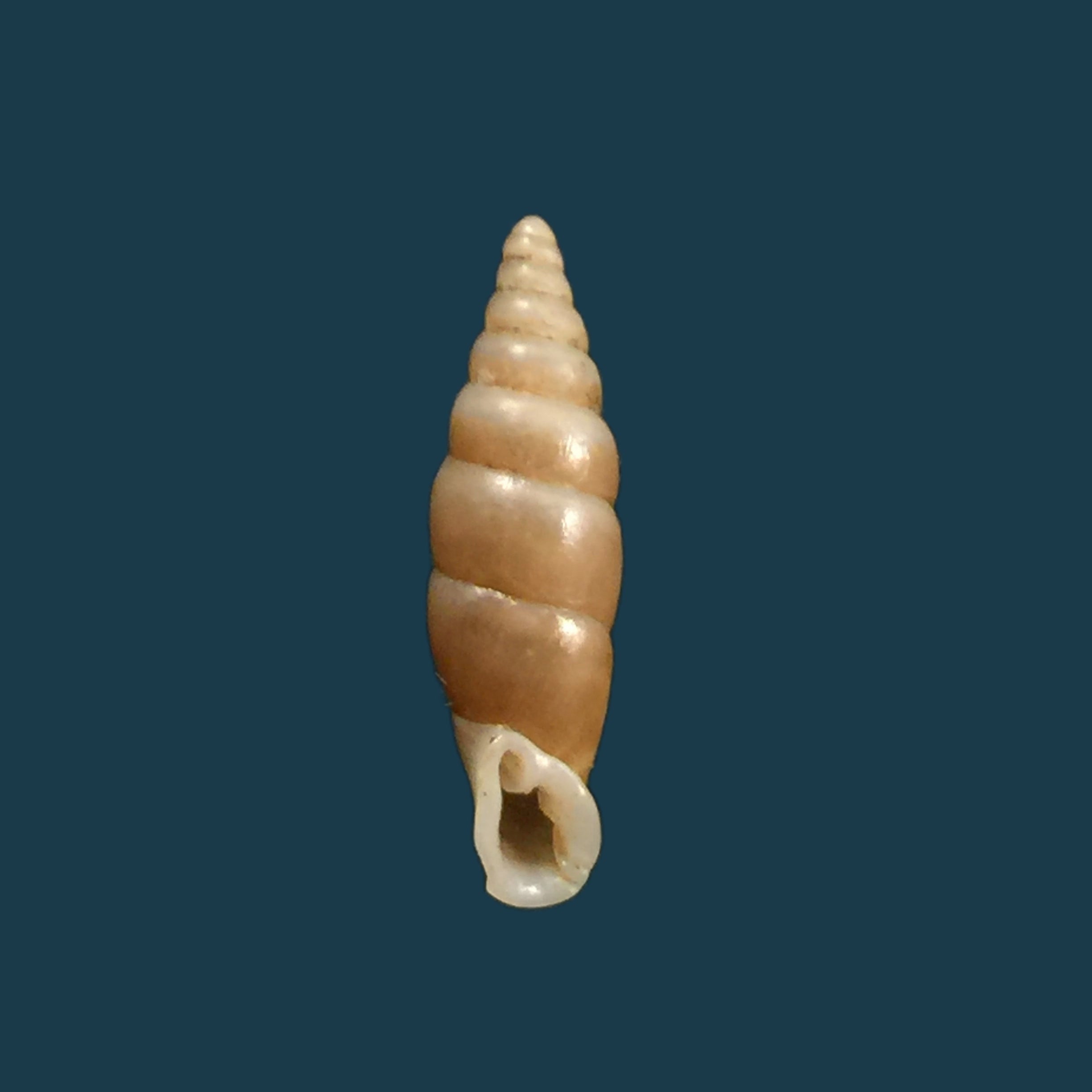 Hemiphaedusa myersi (Schmacker &amp; Boettger, 1891) - 14,8毫米