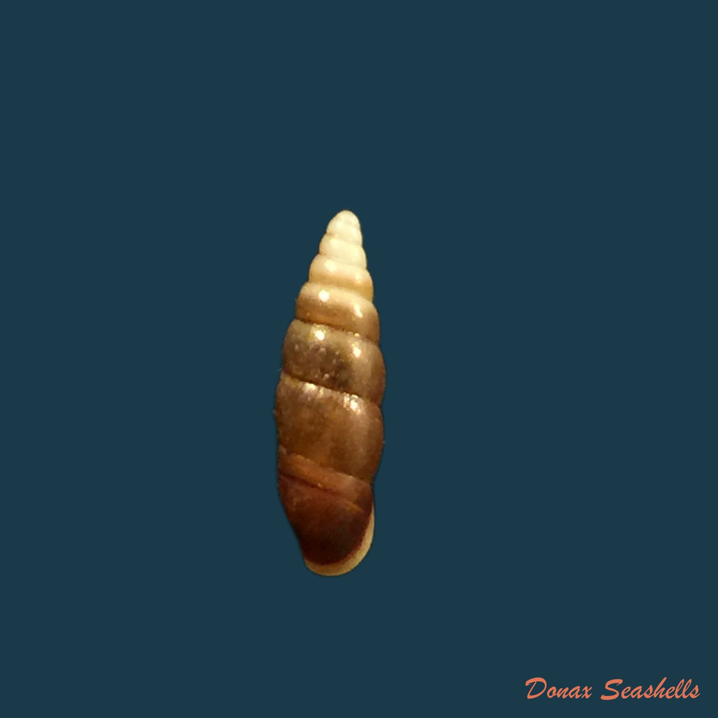 copia-de-hemiphaedusa-ooi-kudora-1941-18-4mm