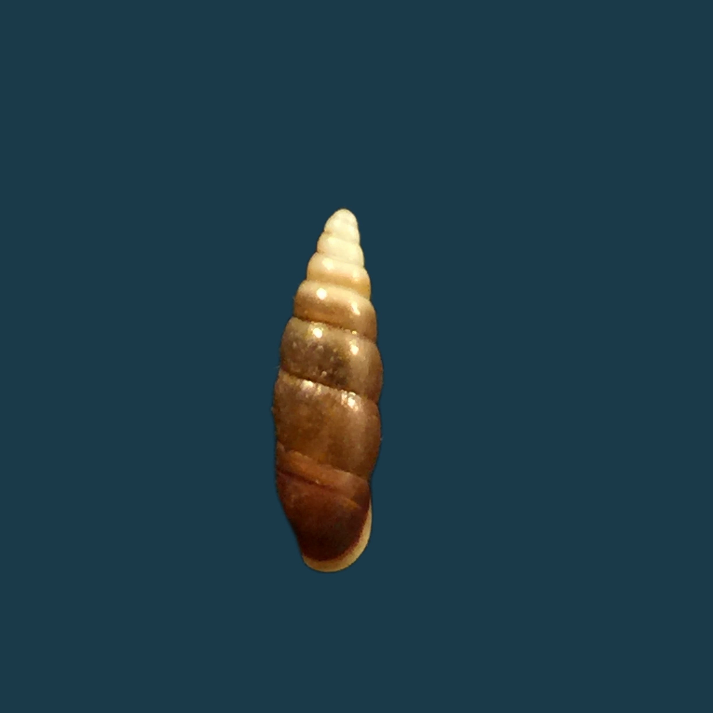 Hemiphaedusa pseudosheridani (Zilch, 1954) - 11毫米