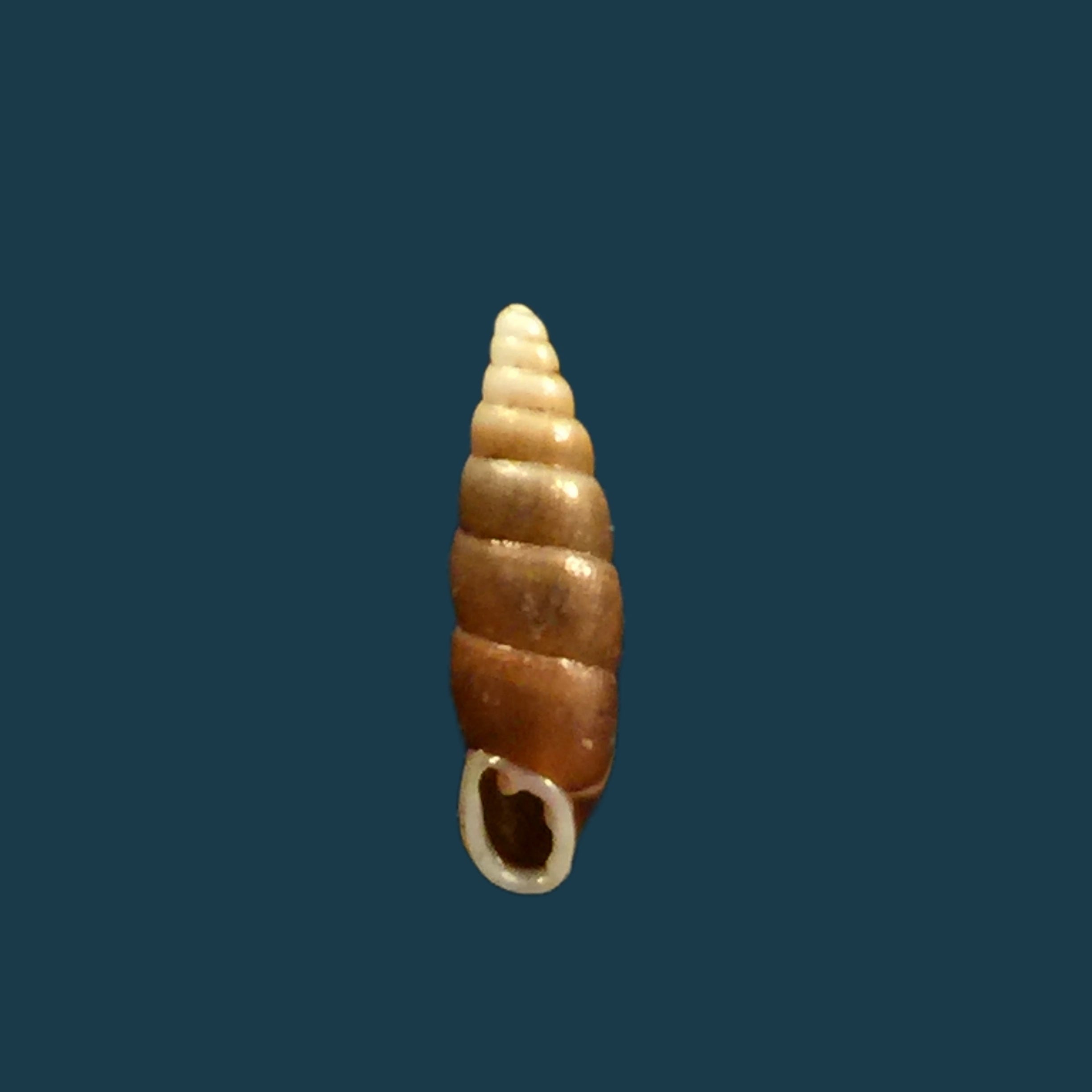 Hemiphaedusa pseudosheridani (Zilch, 1954) - 11毫米