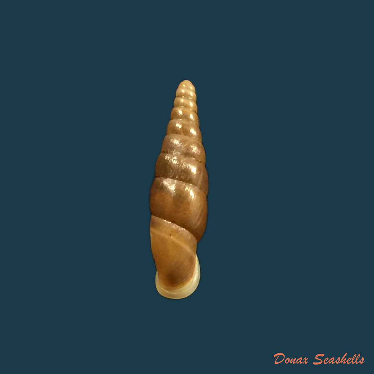 copia-de-hemiphaedusa-ooi-kudora-1941-19mm