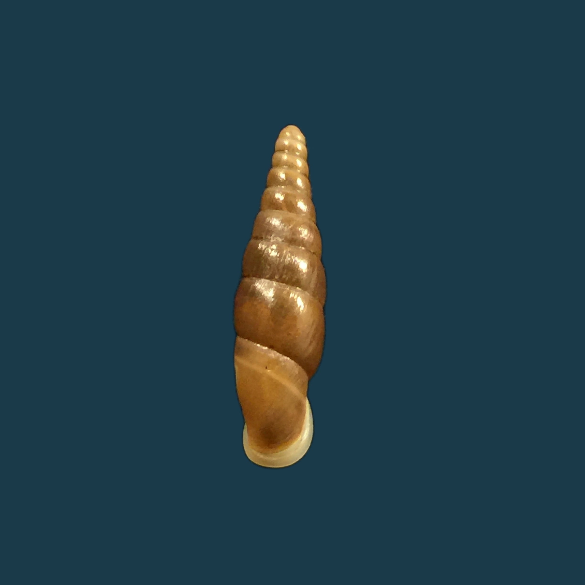 Hemiphaedusa ooi（黑田，1941） - 18,4mm