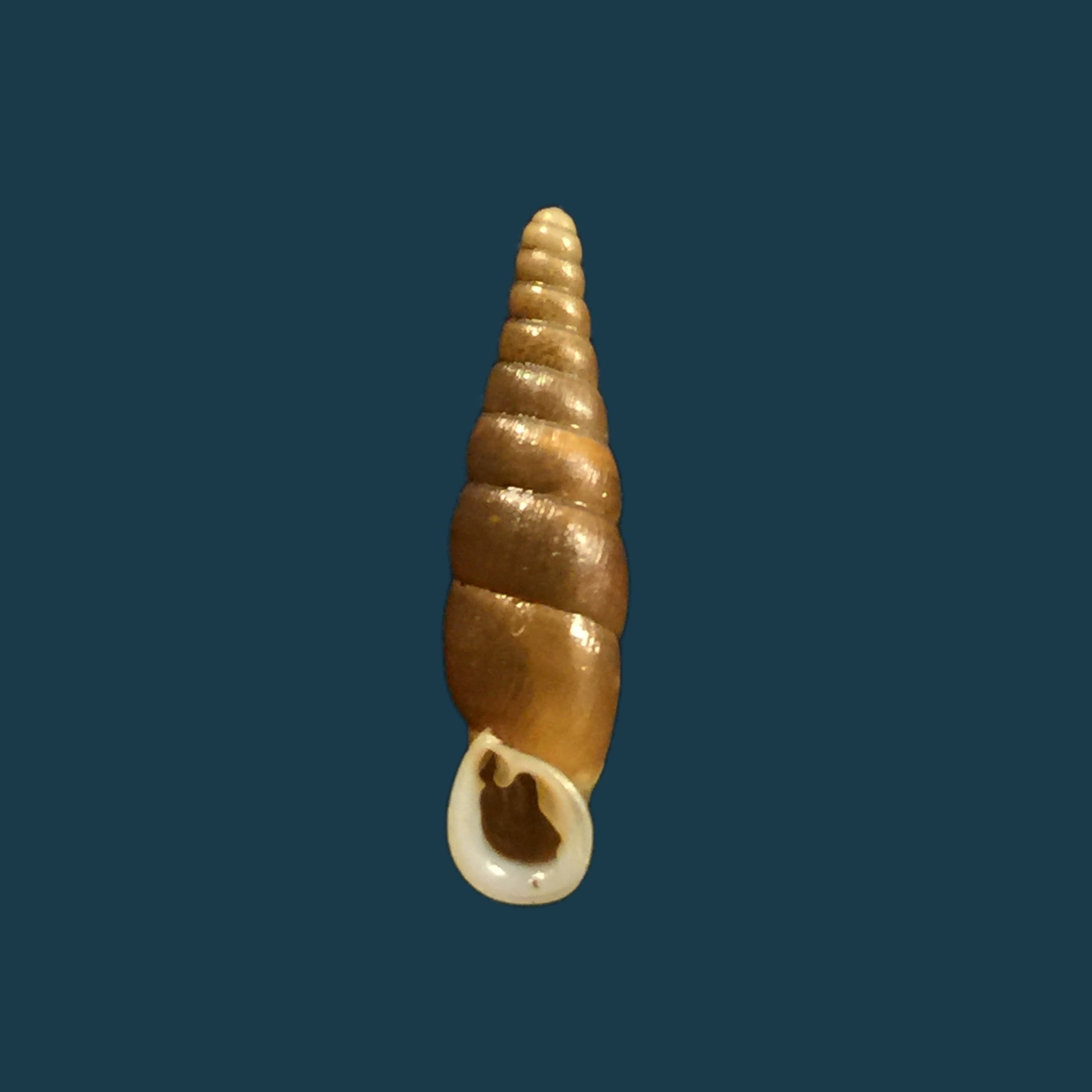 Hemiphaedusa ooi（黑田，1941） - 18,4mm