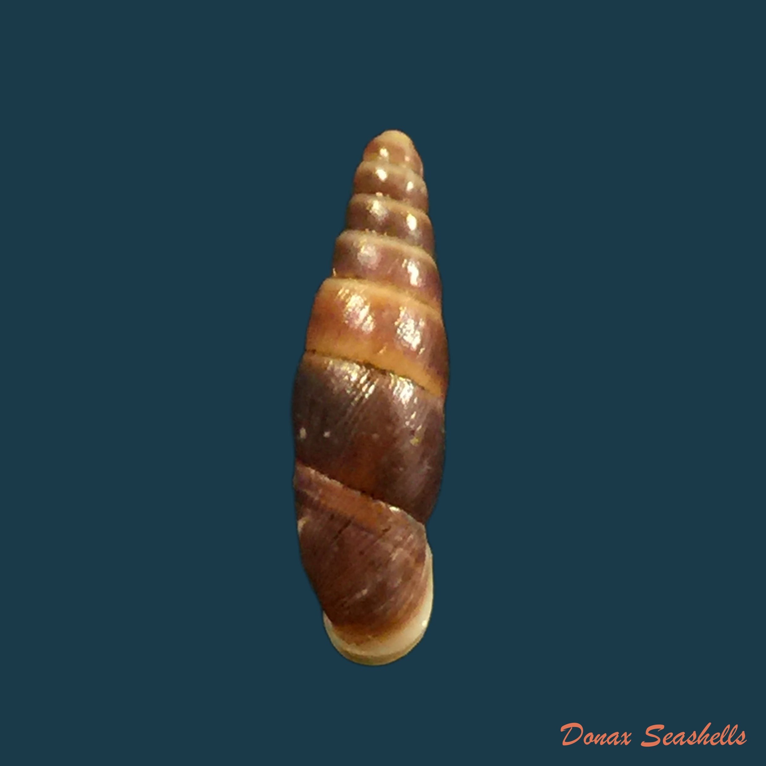 copia-de-hemiphaedusa-pseudosheridani-zilch-1954-11-9mm