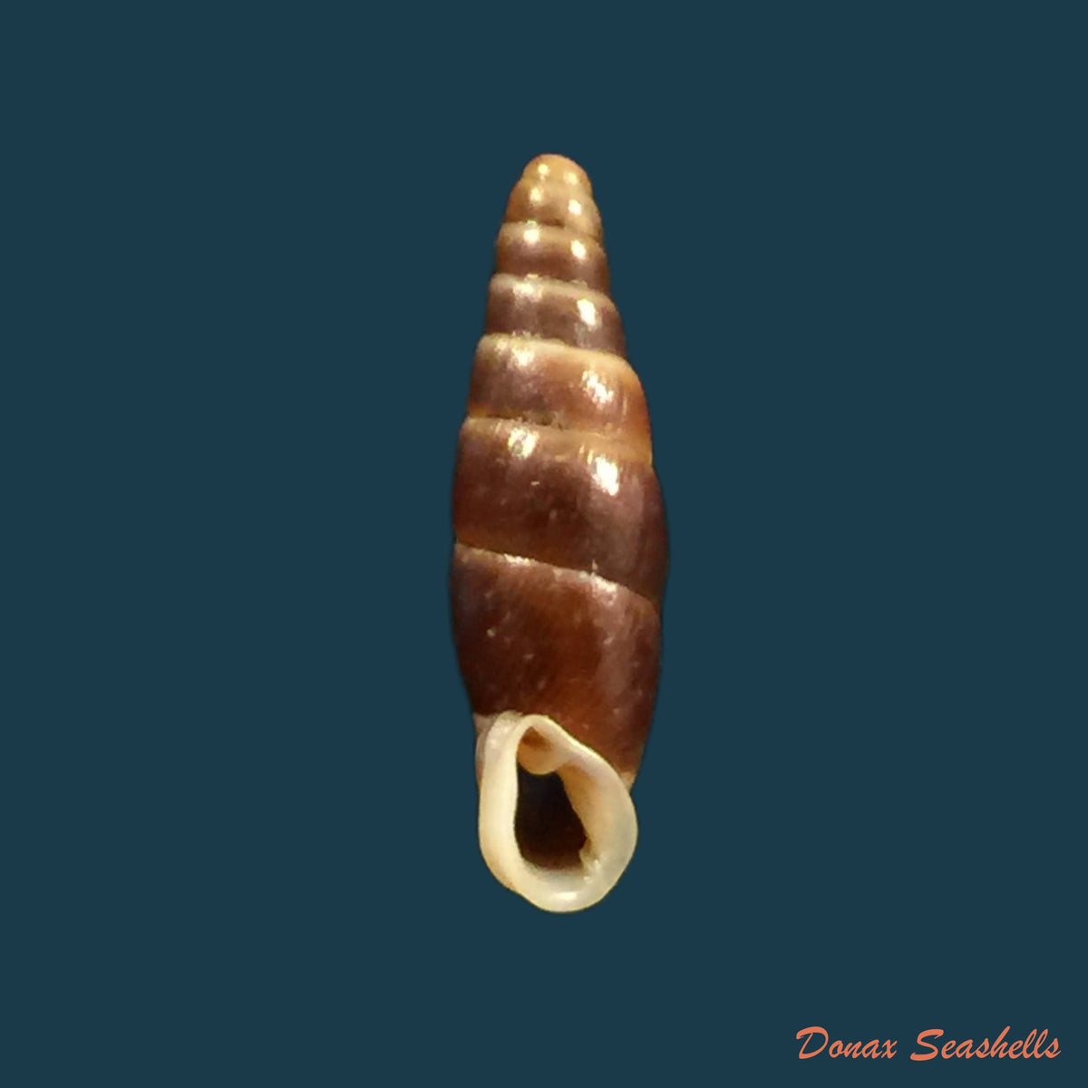 copia-de-hemiphaedusa-pseudosheridani-zilch-1954-11-9mm