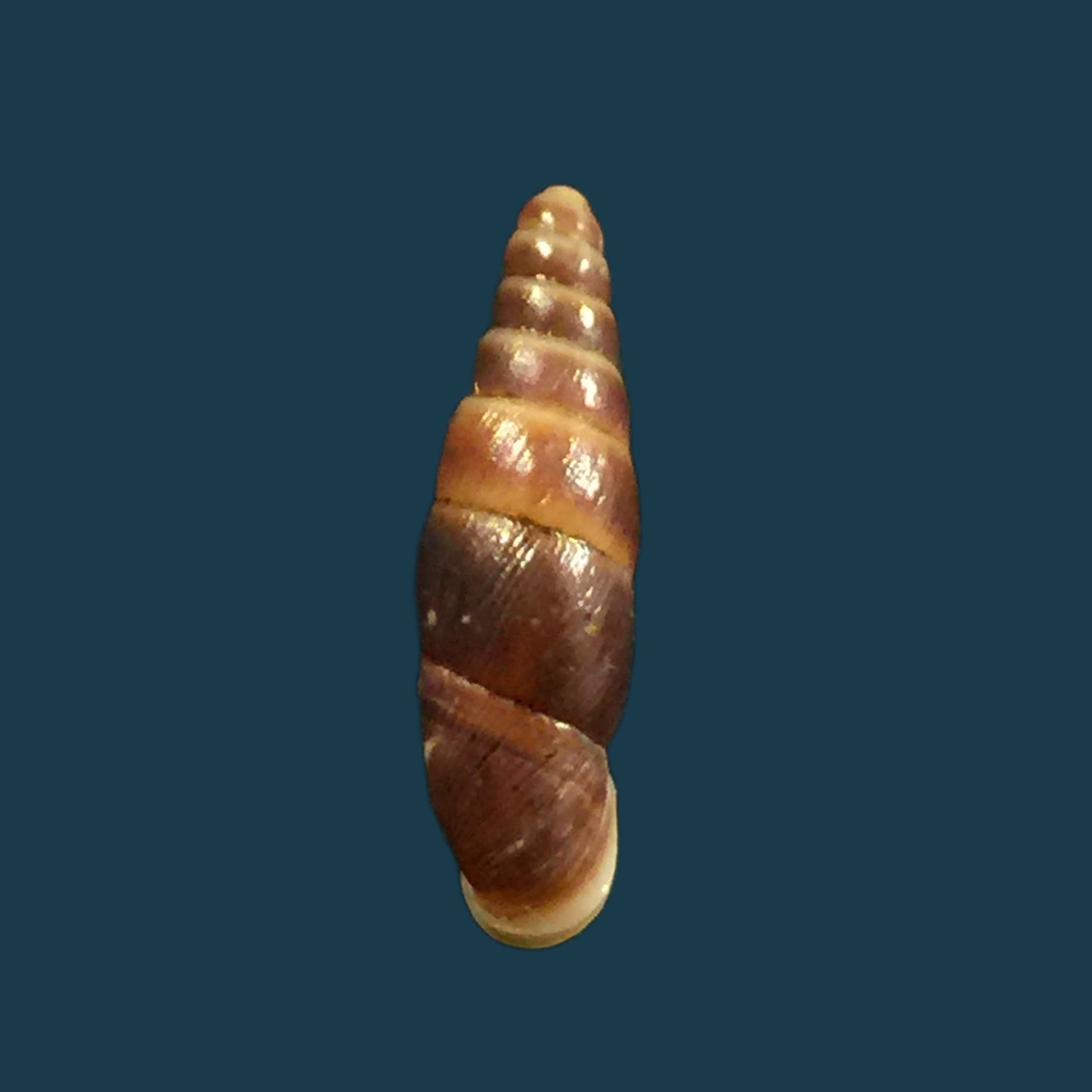 Hemiphaedusa similaris (H. Adams, 1866) - 18,3毫米