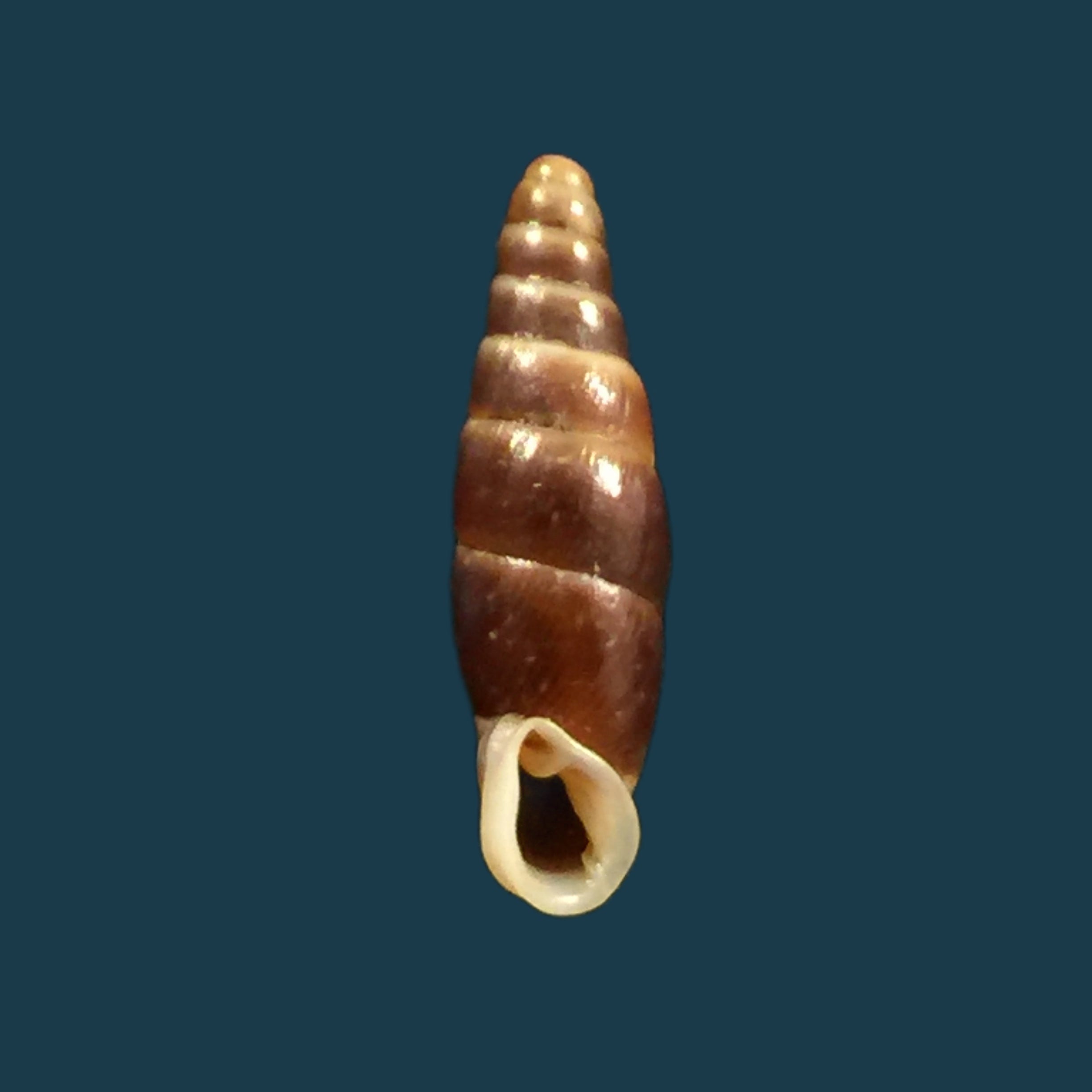 Hemiphaedusa similaris (H. Adams, 1866) - 18,3毫米