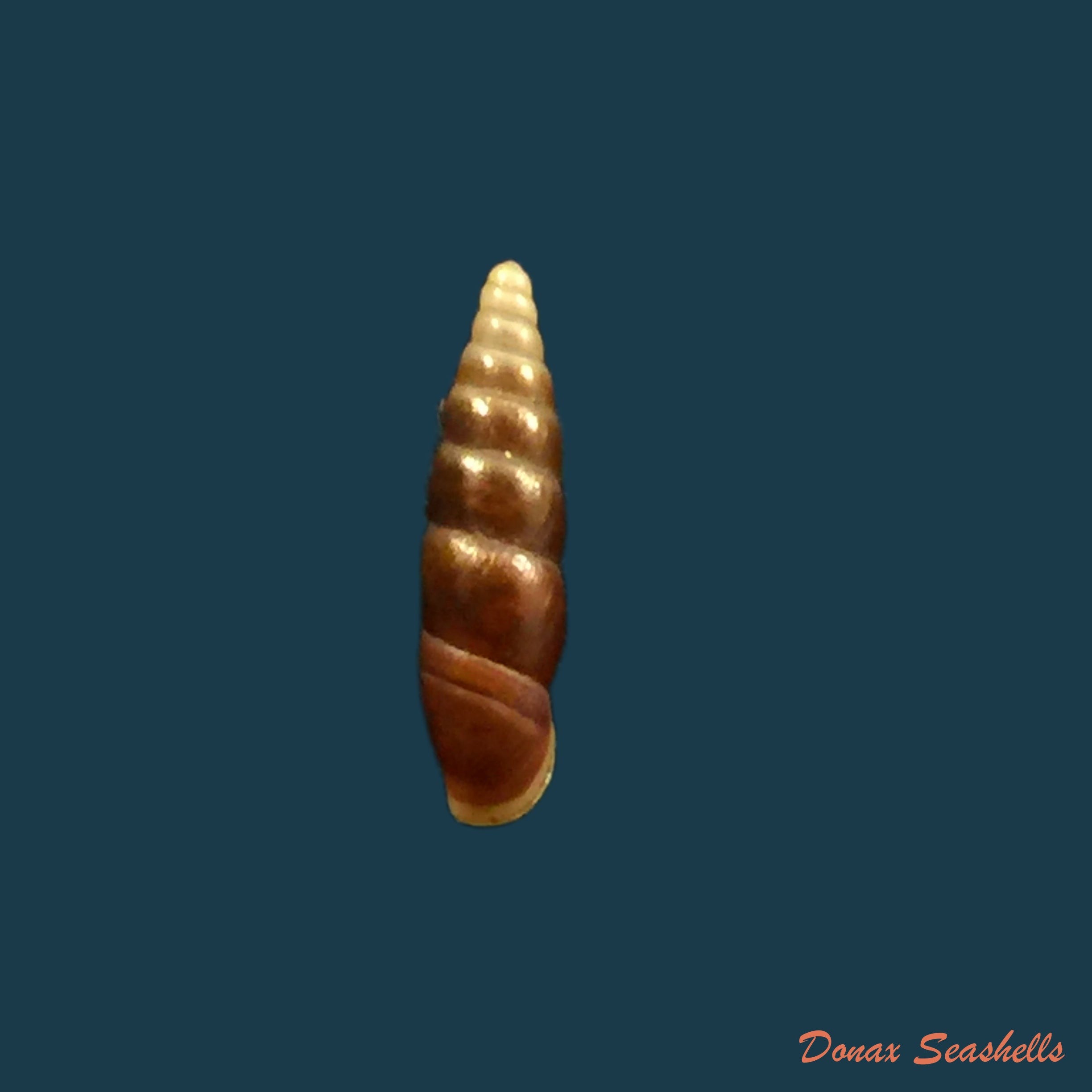 copia-de-hemiphaedusa-pseudosheridani-zilch-1954-11mm