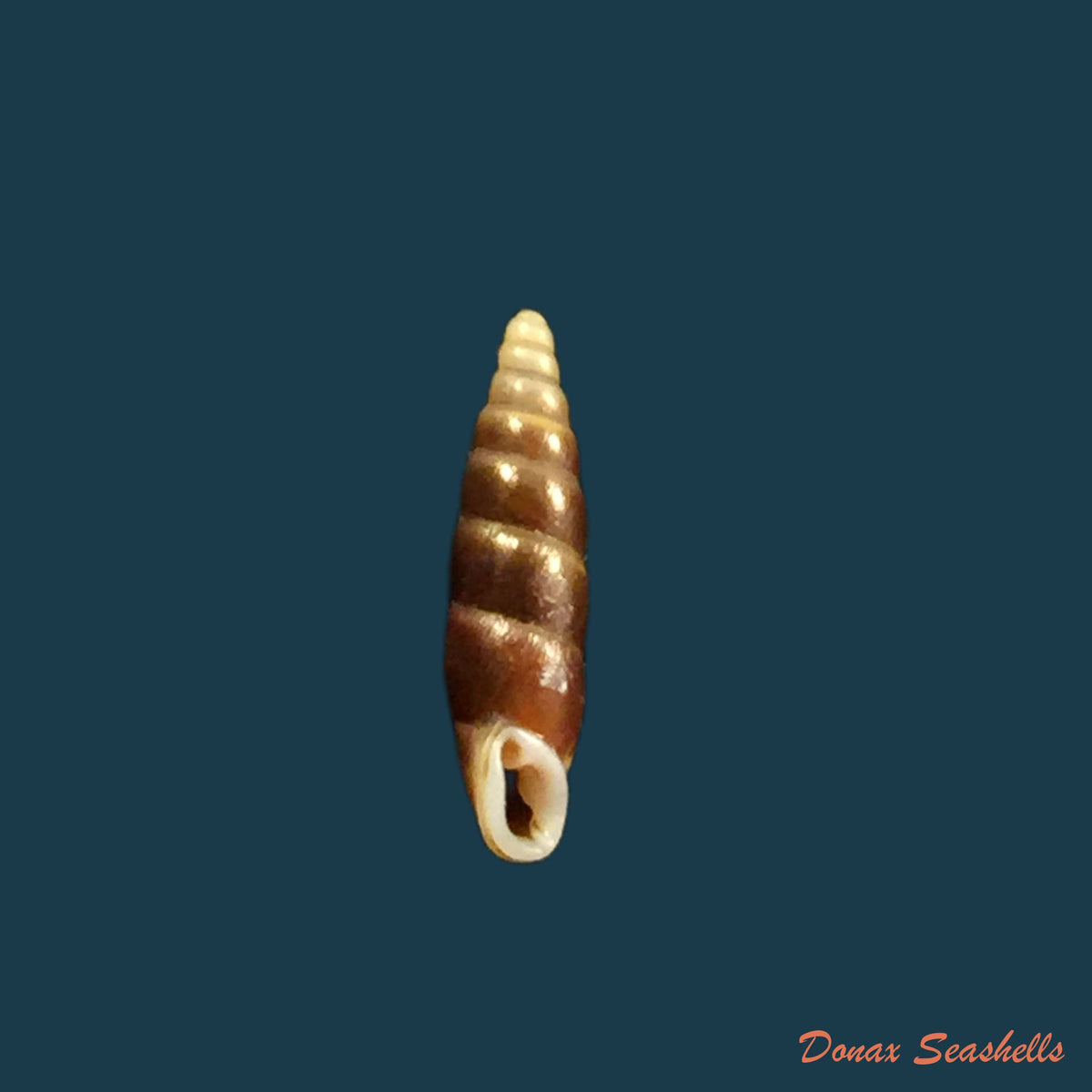 copia-de-hemiphaedusa-pseudosheridani-zilch-1954-11mm