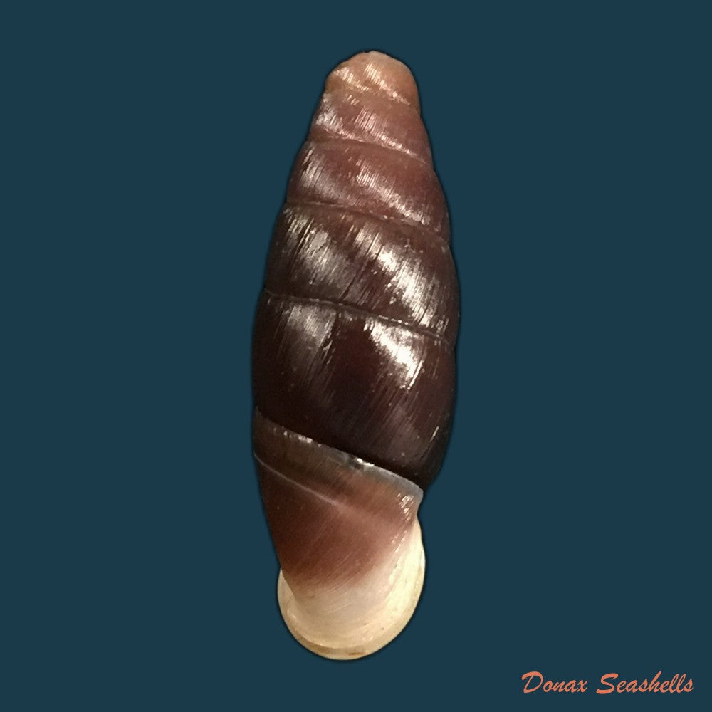 copia-de-hemiphaedusa-selenophaedusa-ophthalmophana-cazioti-bavay-dautzenberg-1909-17-8mm