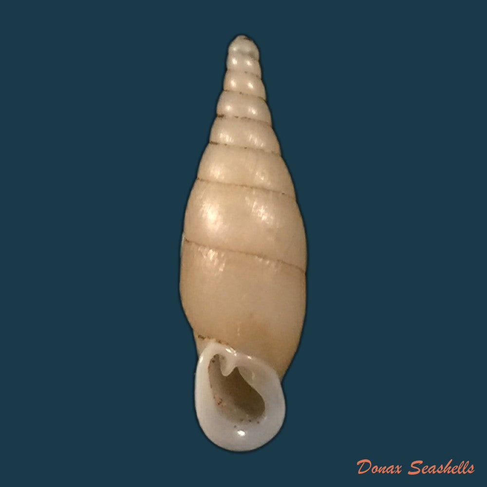 copia-de-hemiphaedusa-selenophaedusa-ophthalmophana-cazioti-bavay-dautzenberg-1909-17mm