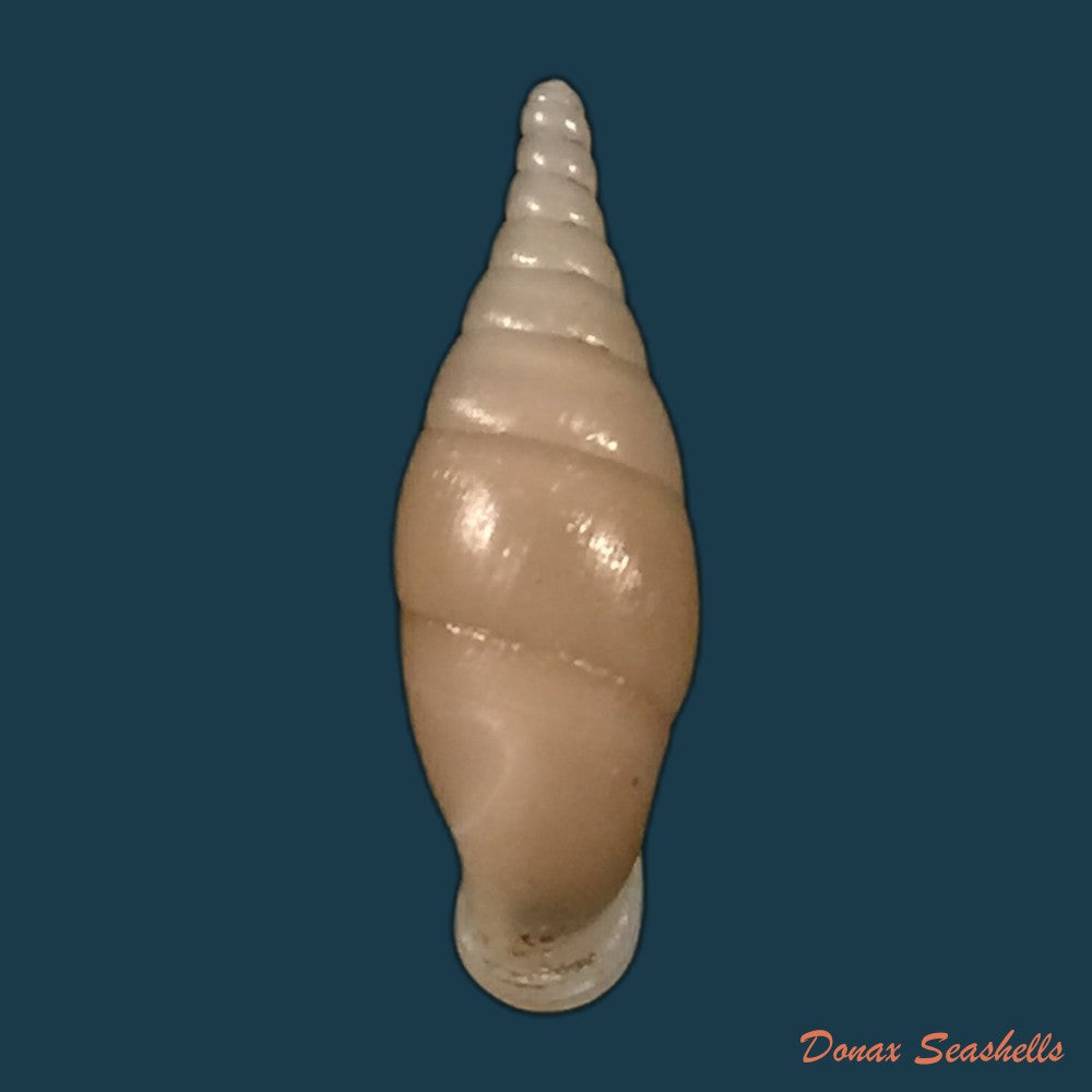 copia-de-hemiphaedusa-selenophaedusa-ophthalmophana-cazioti-bavay-dautzenberg-1909-18mm