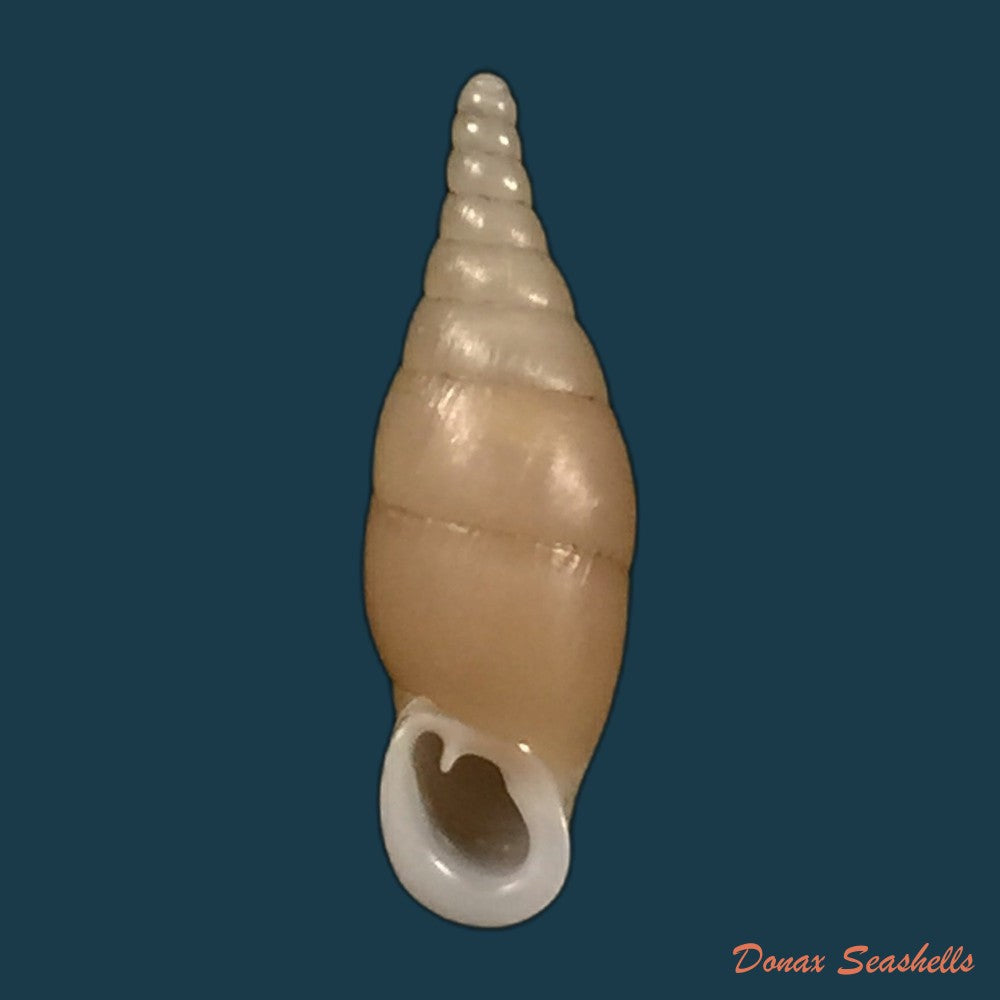 copia-de-hemiphaedusa-selenophaedusa-ophthalmophana-cazioti-bavay-dautzenberg-1909-18mm