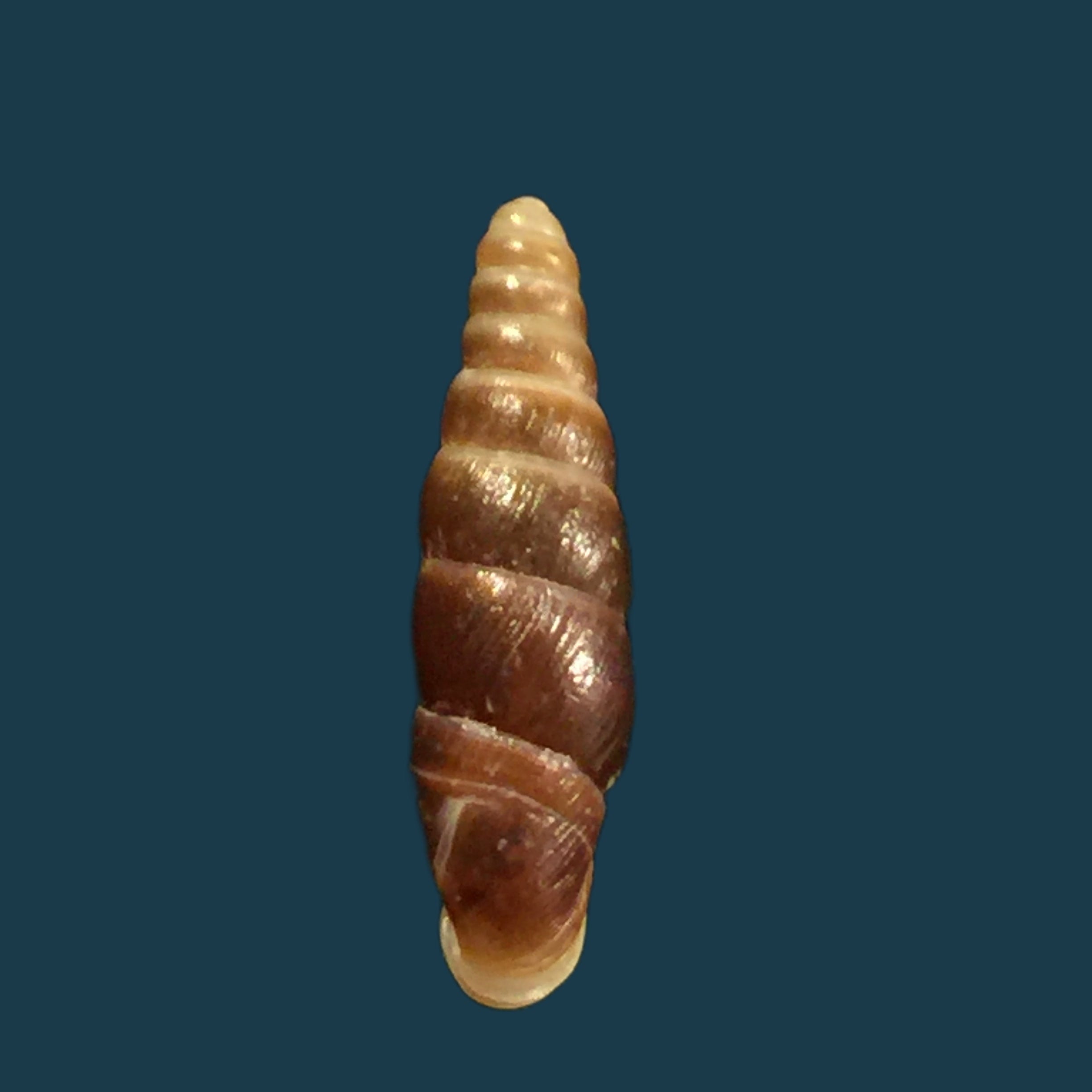 Hemiphaedusa similaris (H. Adams, 1866) - 16,5毫米