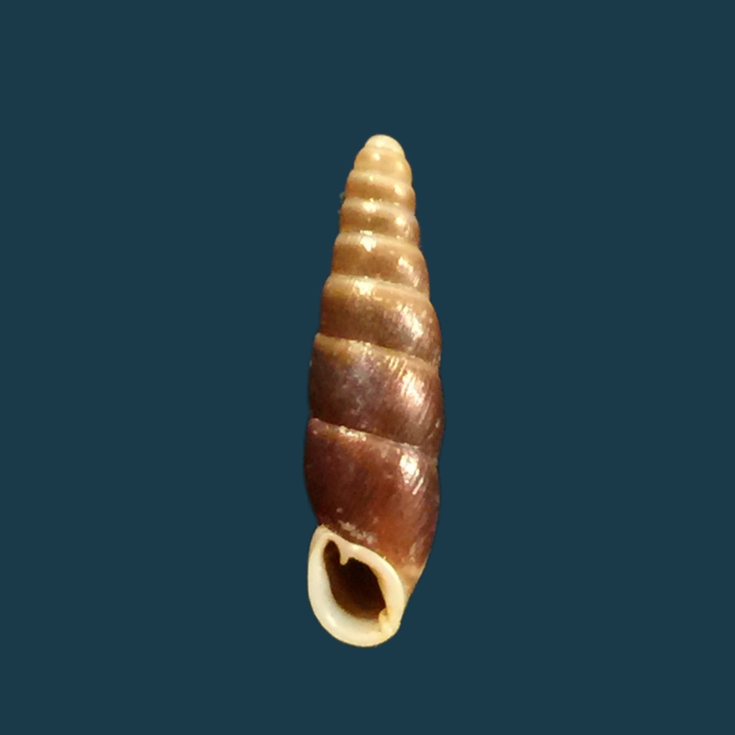 Hemiphaedusa similaris (H. Adams, 1866) - 16,5毫米