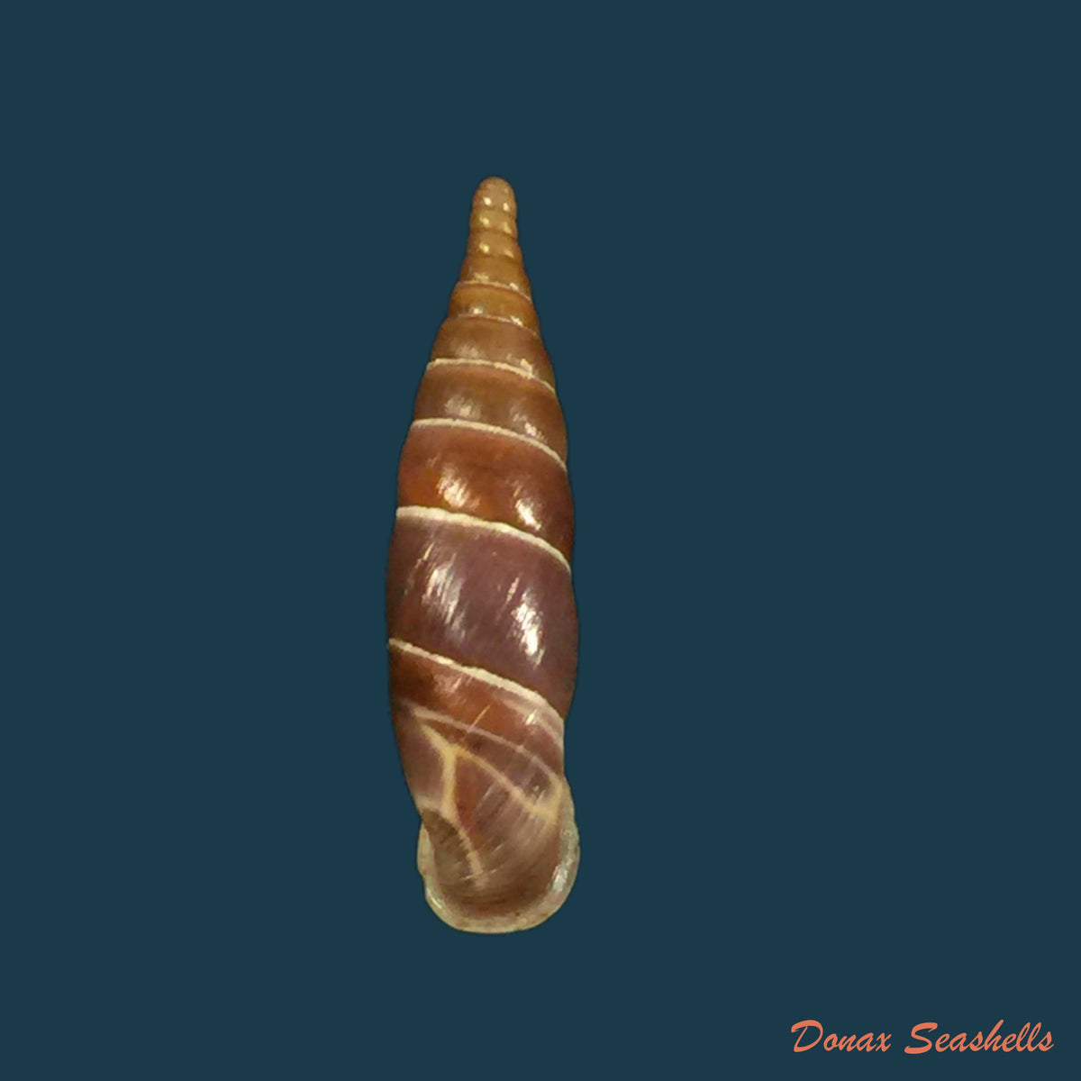 copia-de-herilla-bosniensis-pfeiffer-1868-24-2mm-1