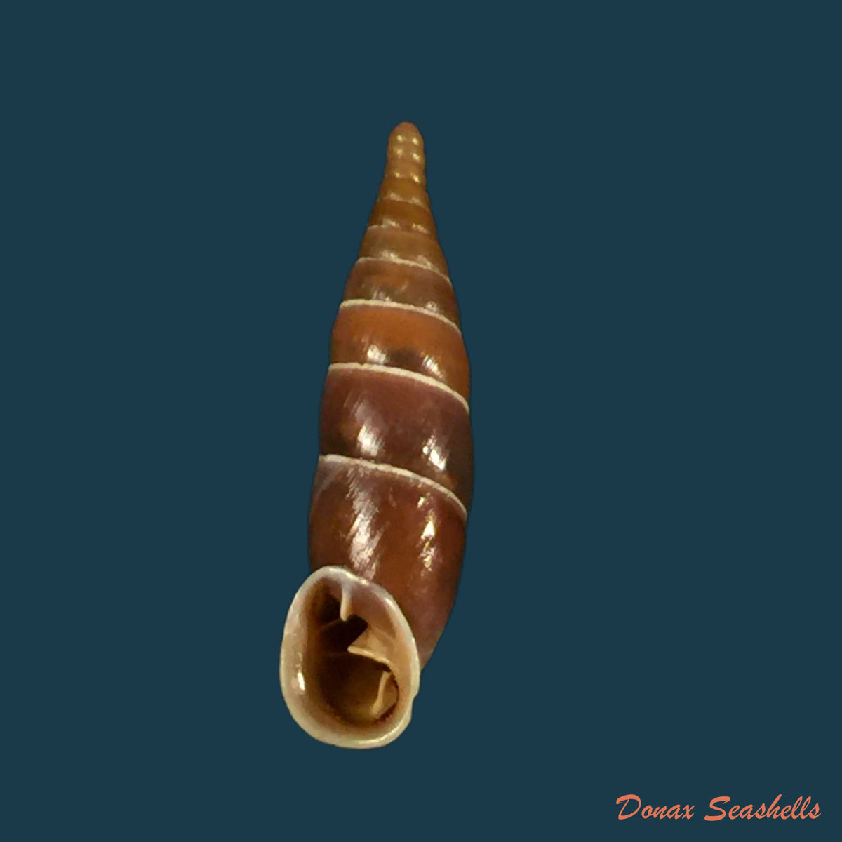 copia-de-herilla-bosniensis-pfeiffer-1868-24-2mm-1