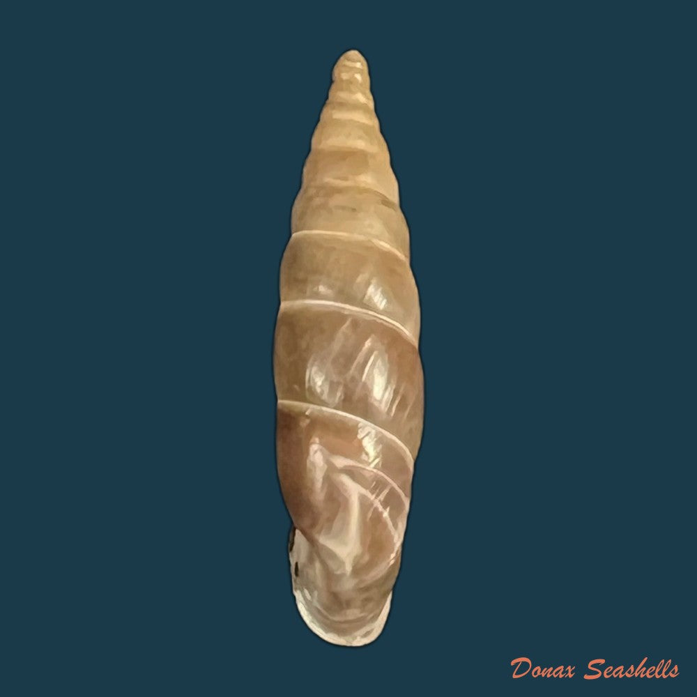 copia-de-herilla-bosniensis-pfeiffer-1868-24-2mm-2