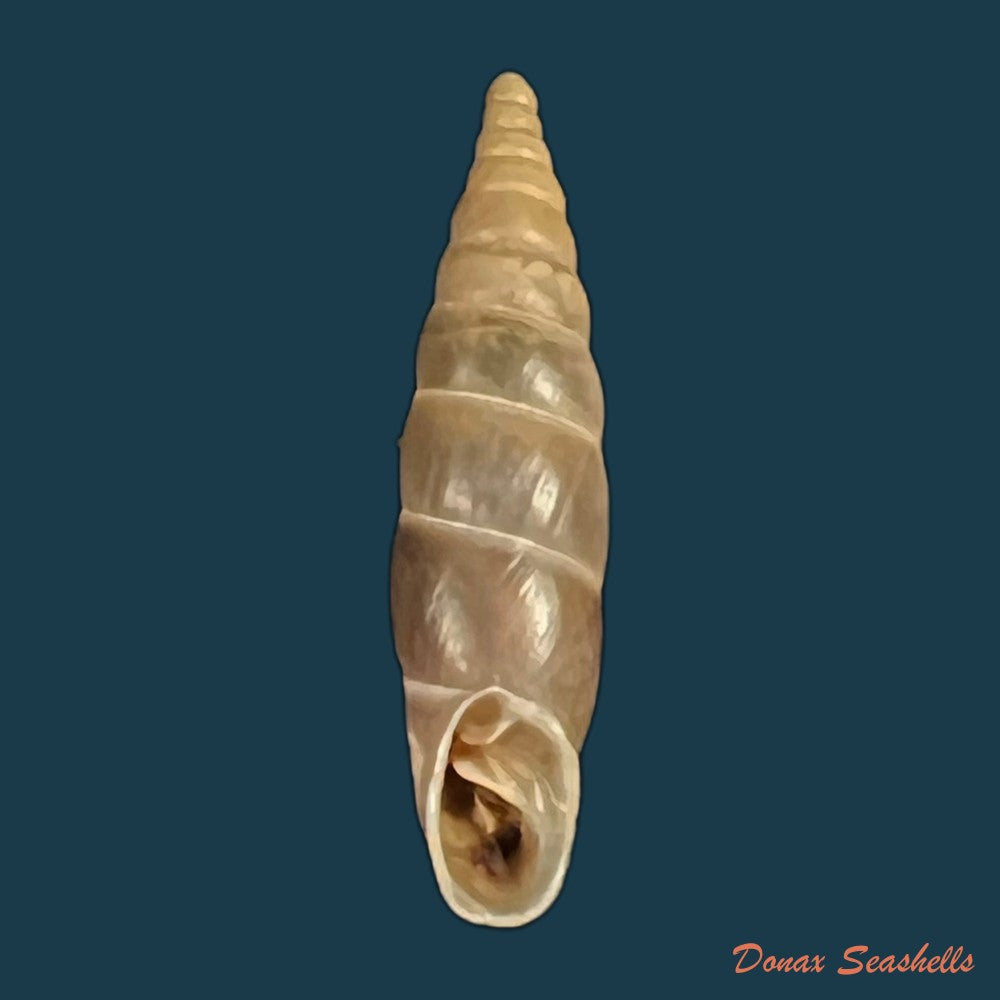 copia-de-herilla-bosniensis-pfeiffer-1868-24-2mm-2