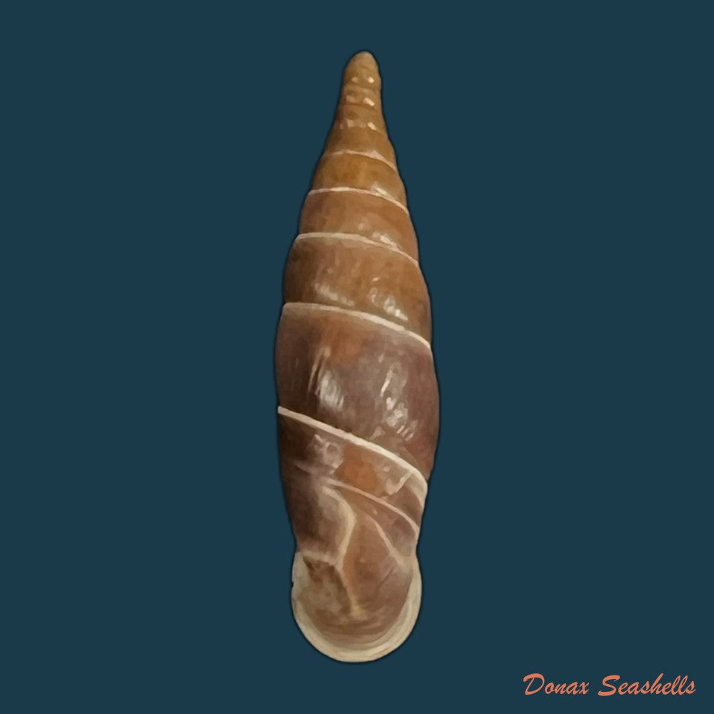 copia-de-herilla-bosniensis-rex-nordsieck-1971-24-2mm-2