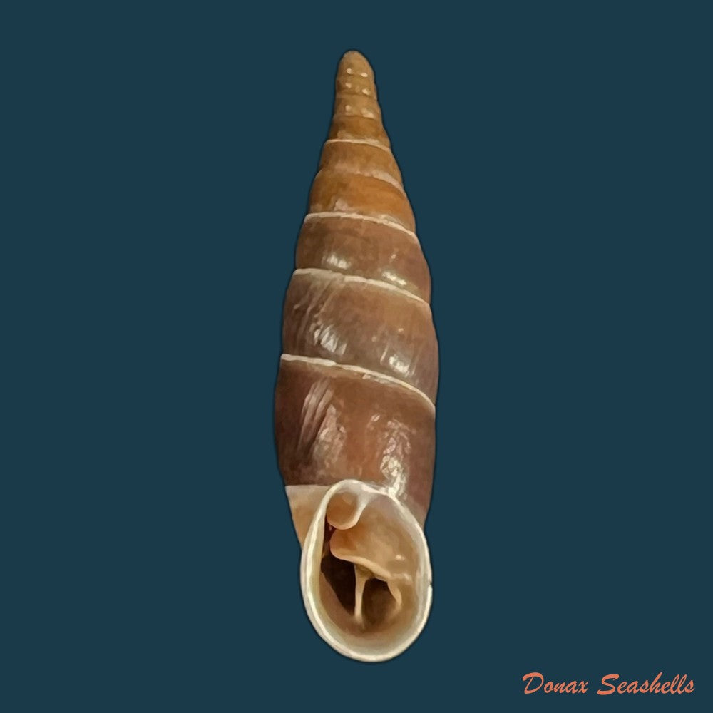 copia-de-herilla-bosniensis-rex-nordsieck-1971-24-2mm-2