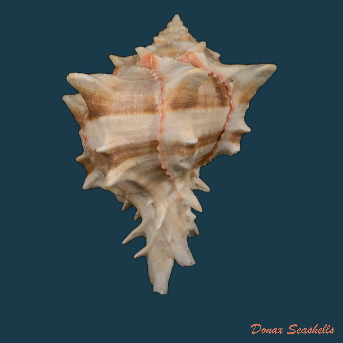 copia-de-hexaplex-brassica-lamarck-1822-99-8mm-1