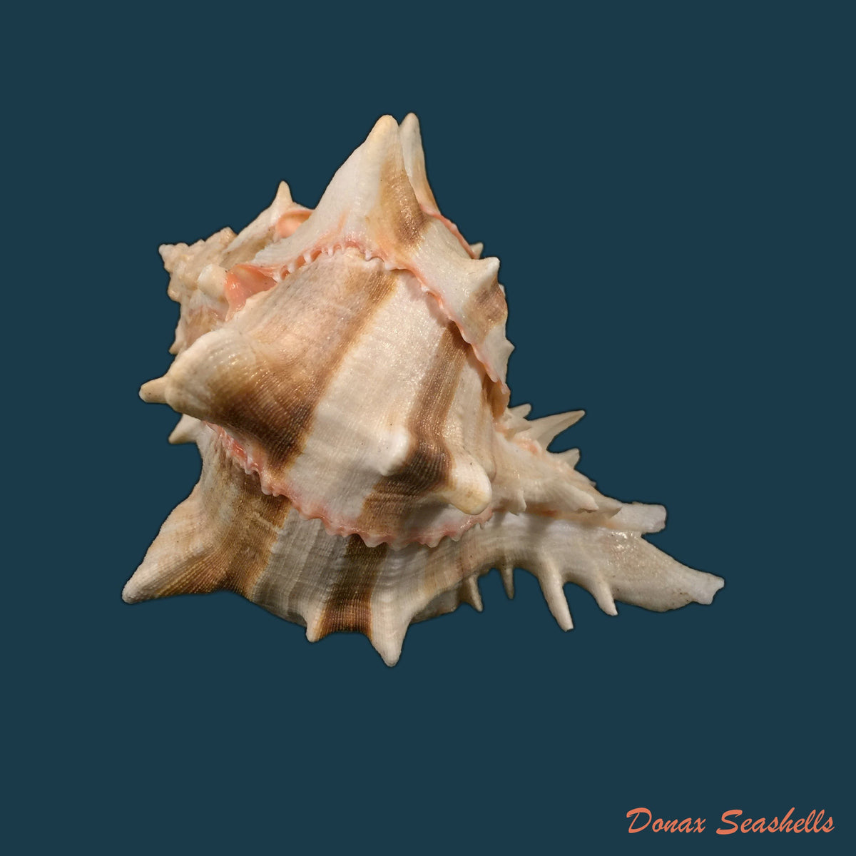 copia-de-hexaplex-brassica-lamarck-1822-99-8mm-1