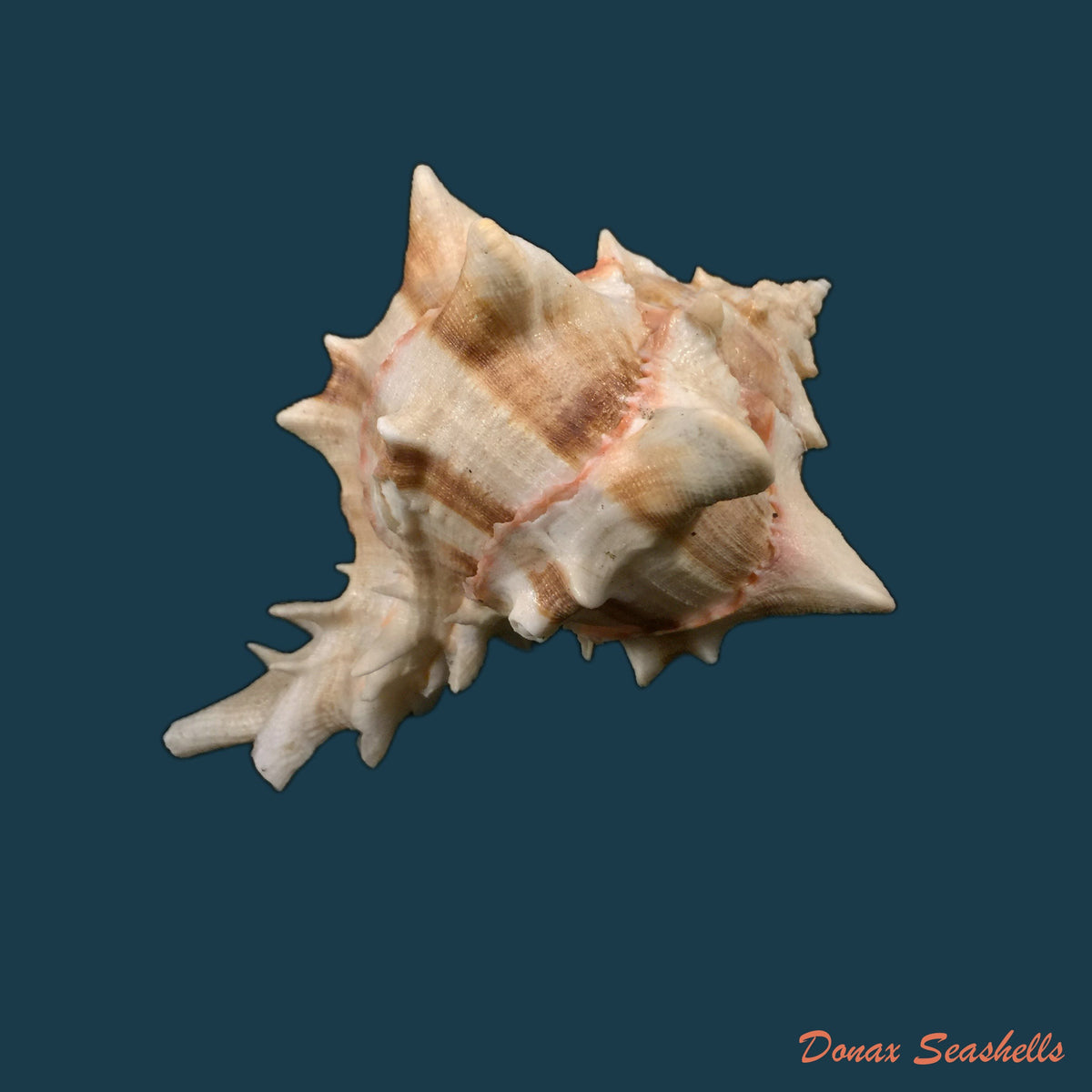 copia-de-hexaplex-brassica-lamarck-1822-99-8mm-1