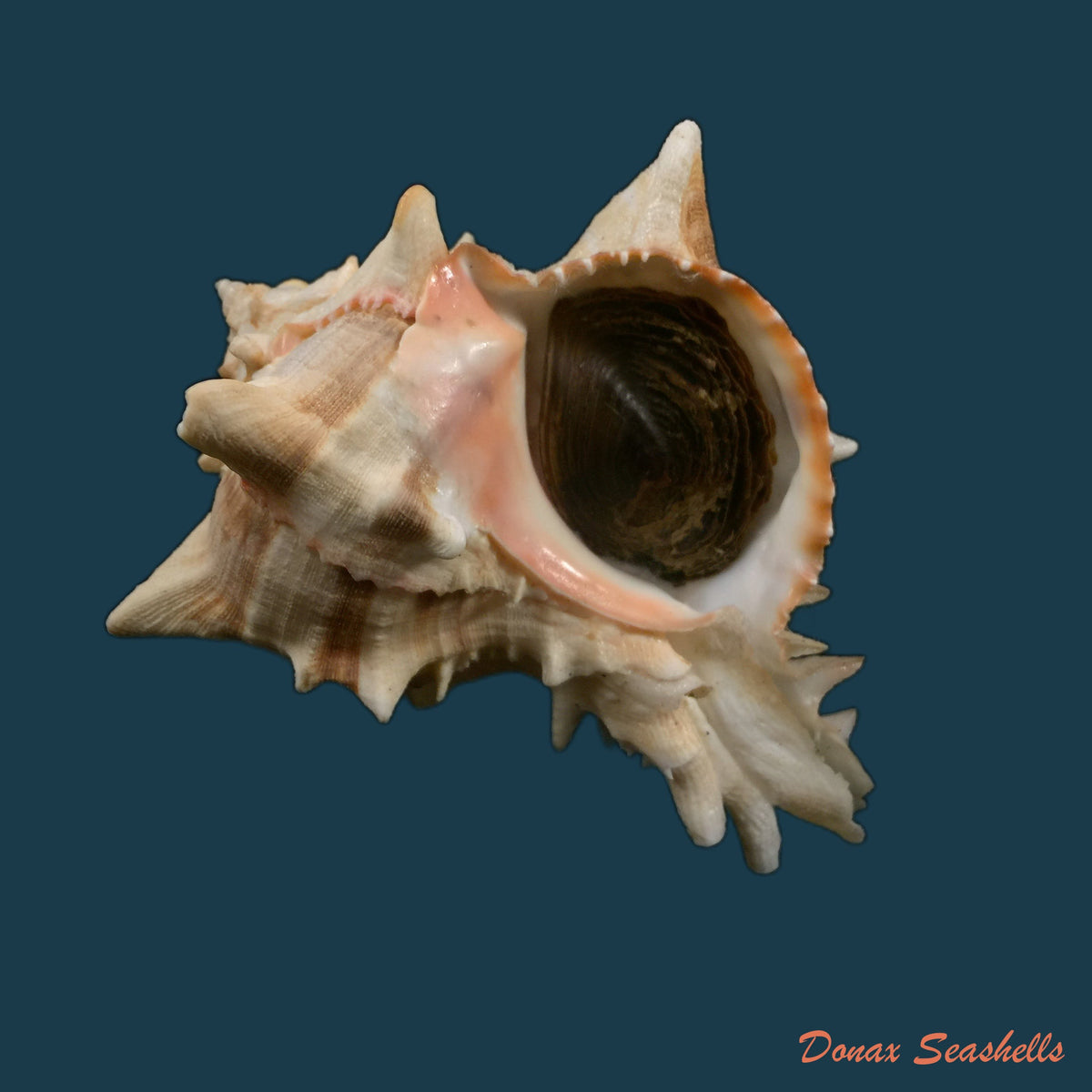 copia-de-hexaplex-brassica-lamarck-1822-99-8mm-1