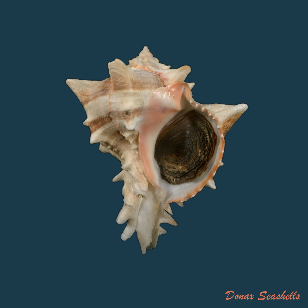 copia-de-hexaplex-brassica-lamarck-1822-99-8mm-1