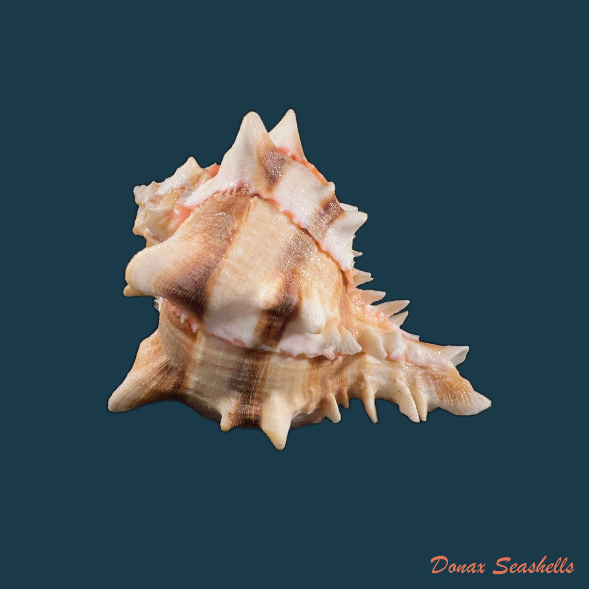 copia-de-hexaplex-brassica-lamarck-1824