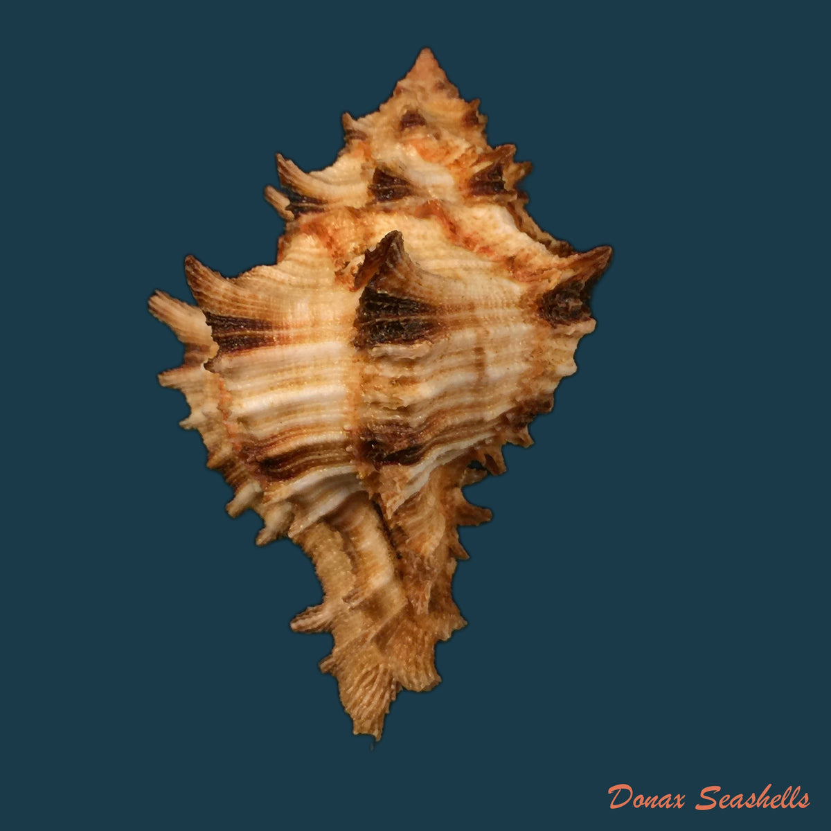 copia-de-hexaplex-rosarium-roding-1798-79-8mm