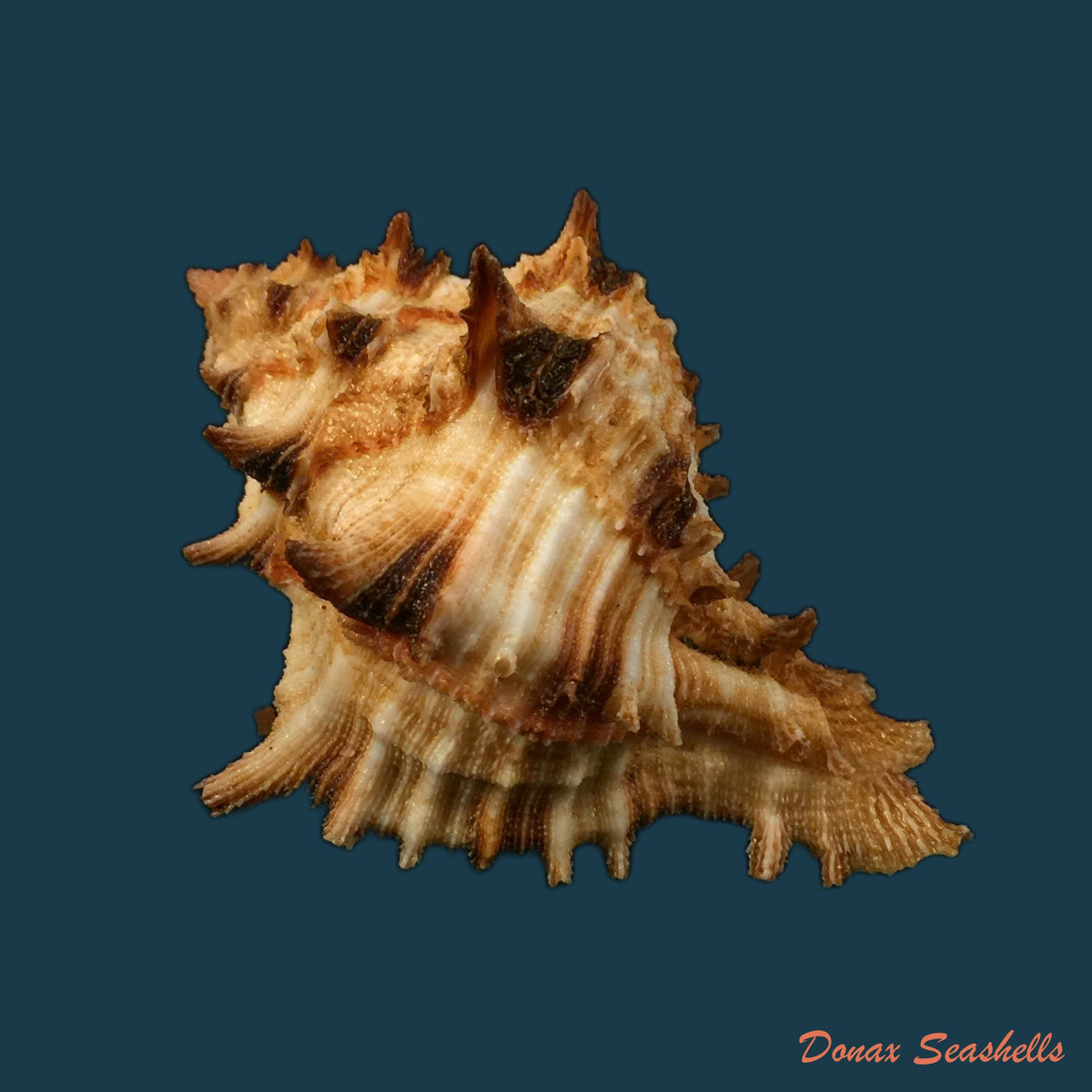 copia-de-hexaplex-rosarium-roding-1798-79-8mm