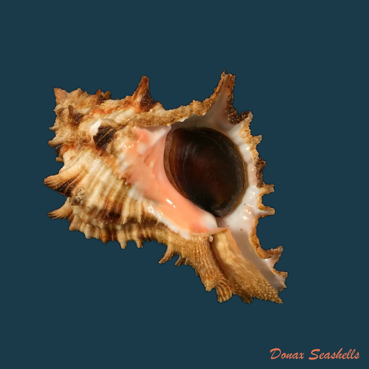 copia-de-hexaplex-rosarium-roding-1798-79-8mm
