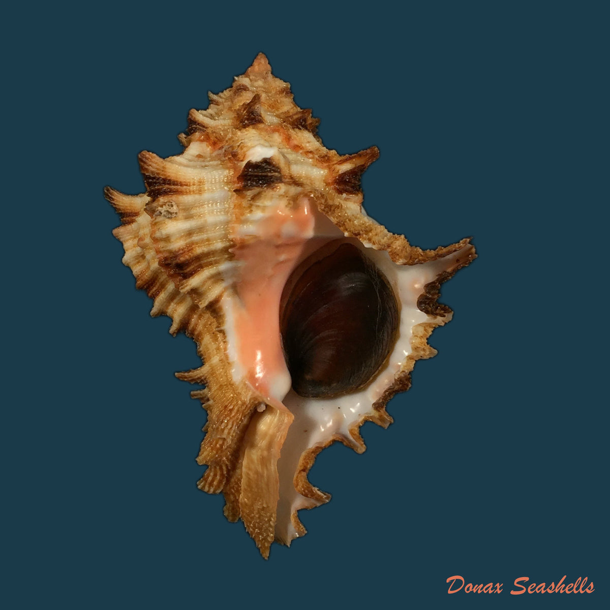 copia-de-hexaplex-rosarium-roding-1798-79-8mm