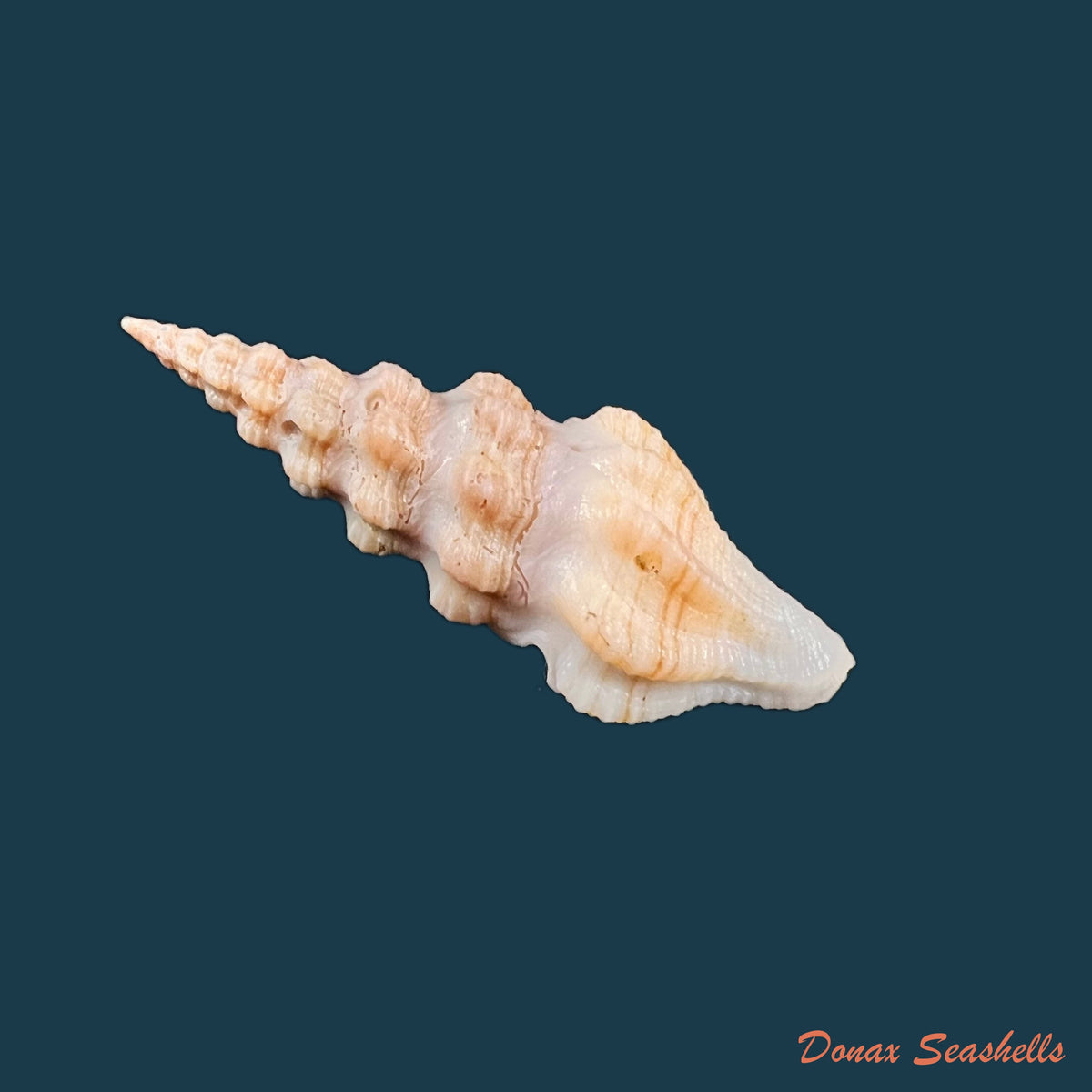 copia-de-hindsiclava-andromeda-dall-1919-54-1mm