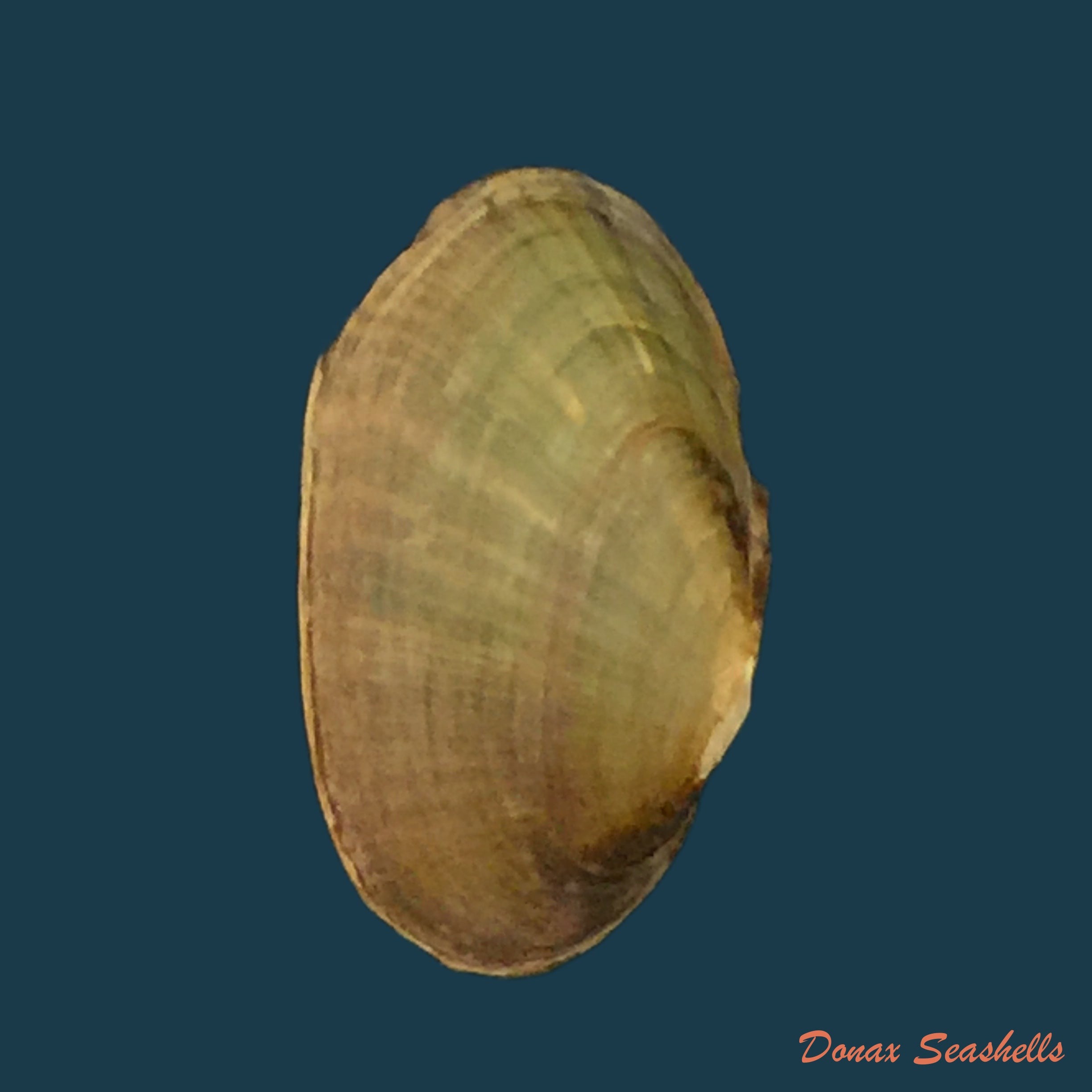 copia-de-hyriopsis-bialatus-simpson-1900-47-3mm