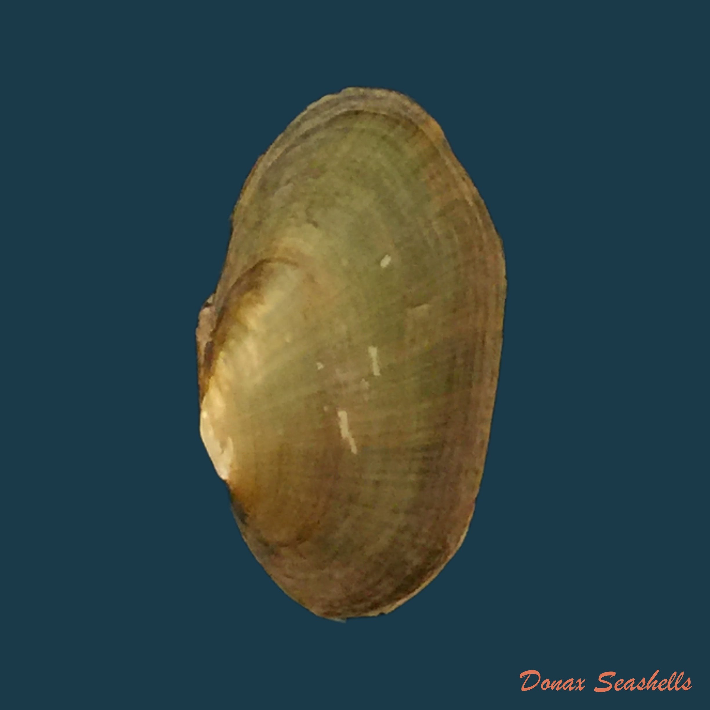 copia-de-hyriopsis-bialatus-simpson-1900-47-3mm