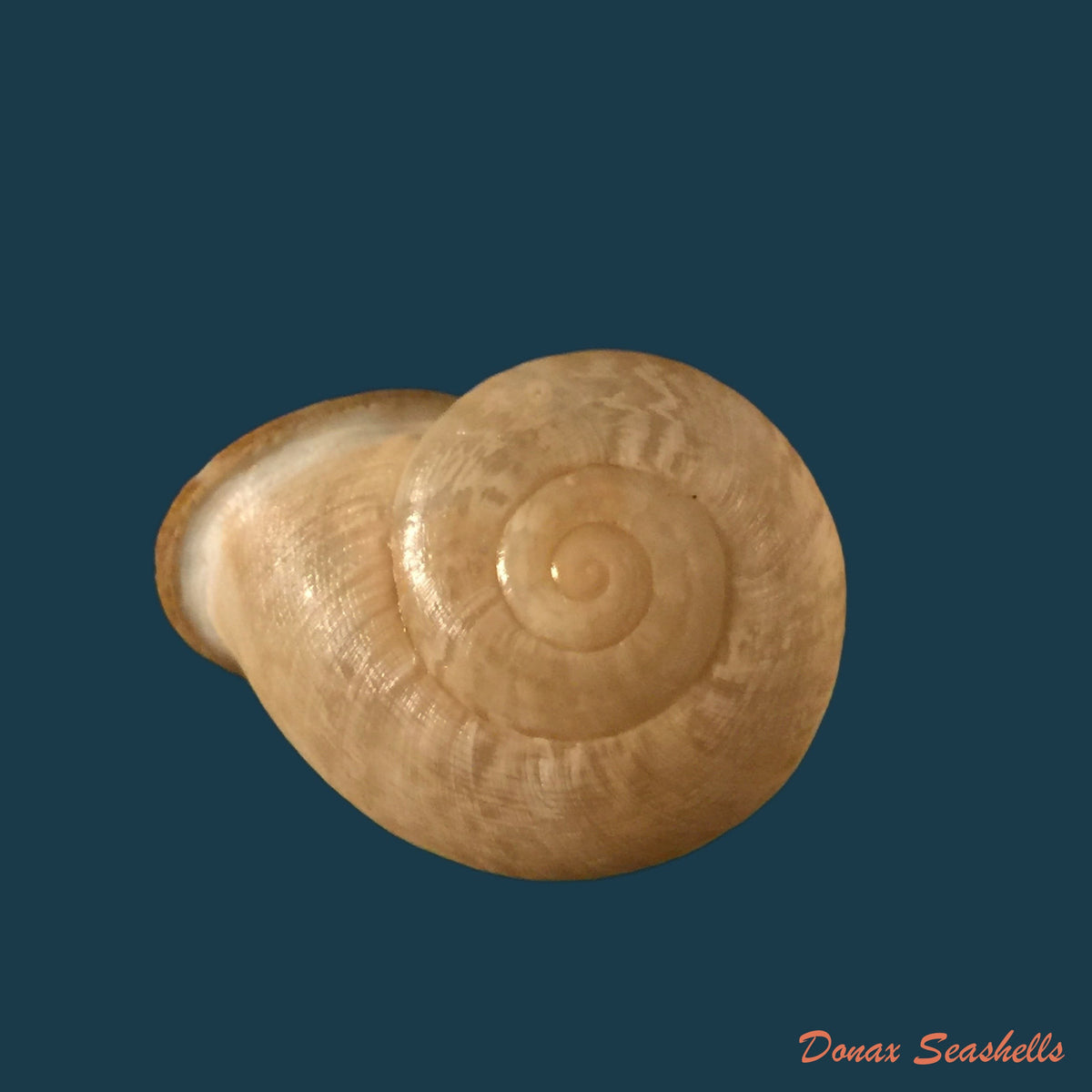 copia-de-iberus-alonensis-labiatus-j-ahuir-2016-41-9mm