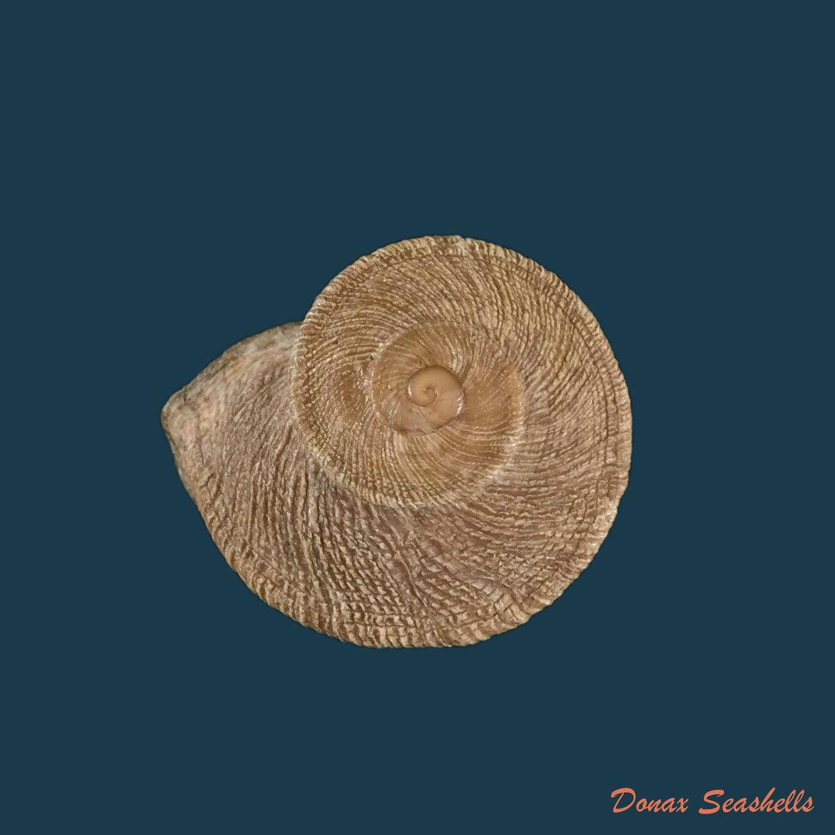 copia-de-iberus-gualtierocampesinus-serradell-1912-44-6mm-1