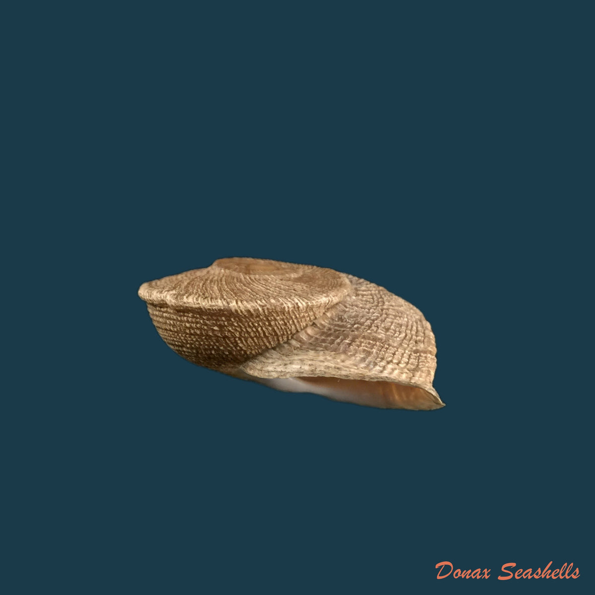 copia-de-iberus-gualtierocampesinus-serradell-1912-44-6mm-1