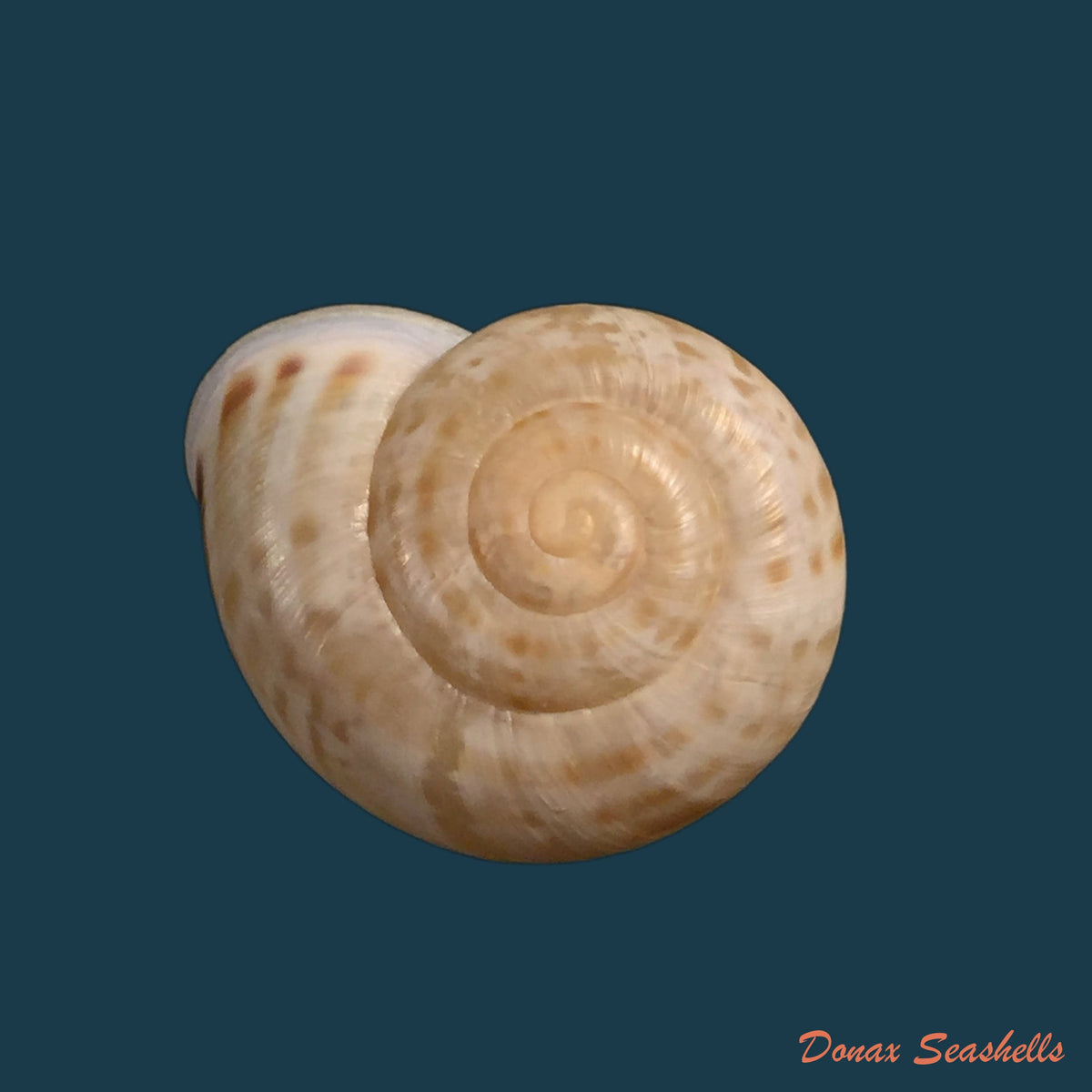 copia-de-iberus-guiraoanus-pfeiffer-1853-23-8mm