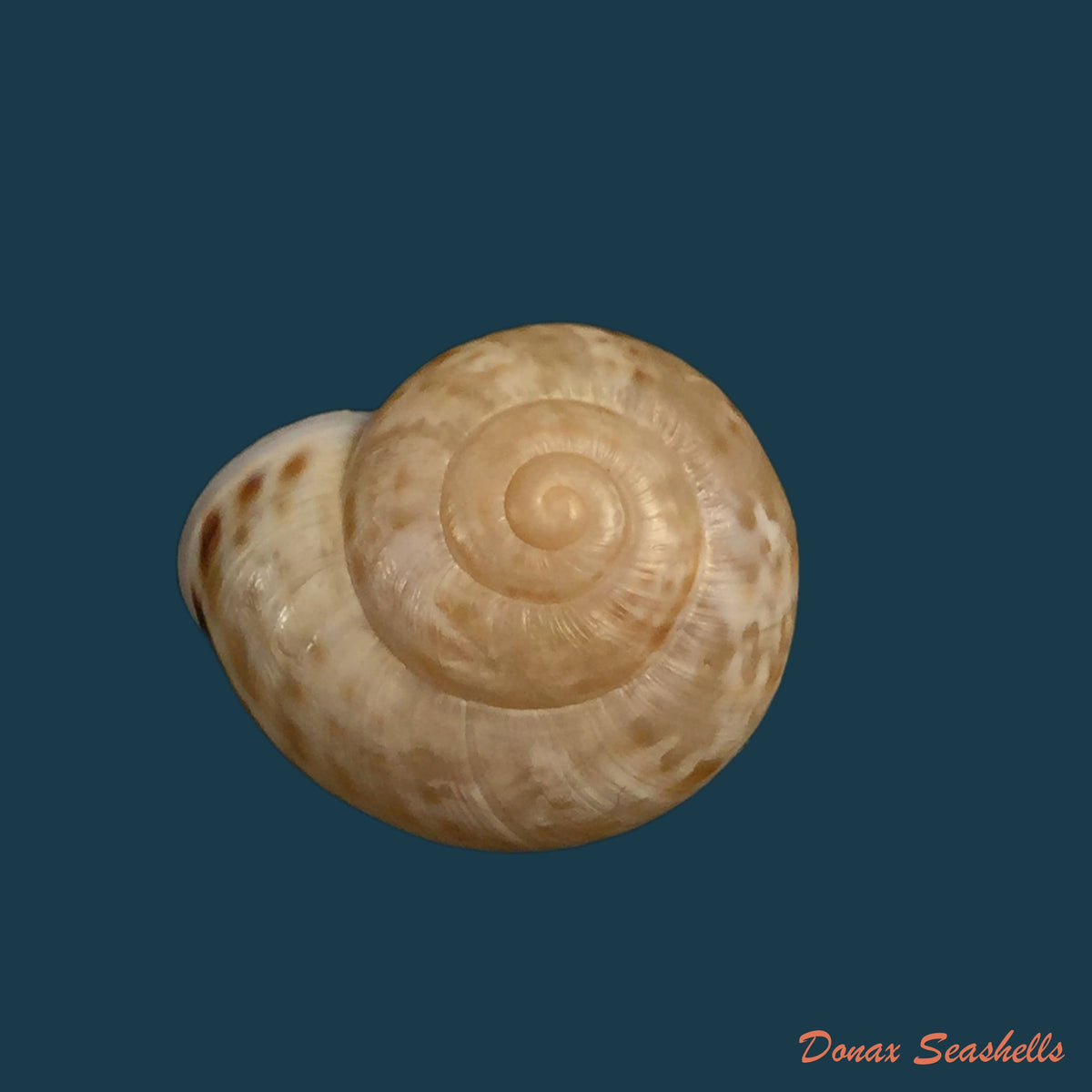 copia-de-iberus-laurenti-bourguignat-1870-32-9mm