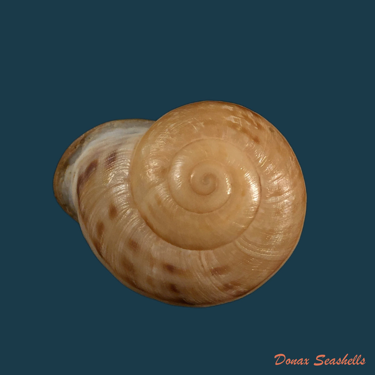 copia-de-iberus-lorcanus-rossmassler-1854-34-2mm-1