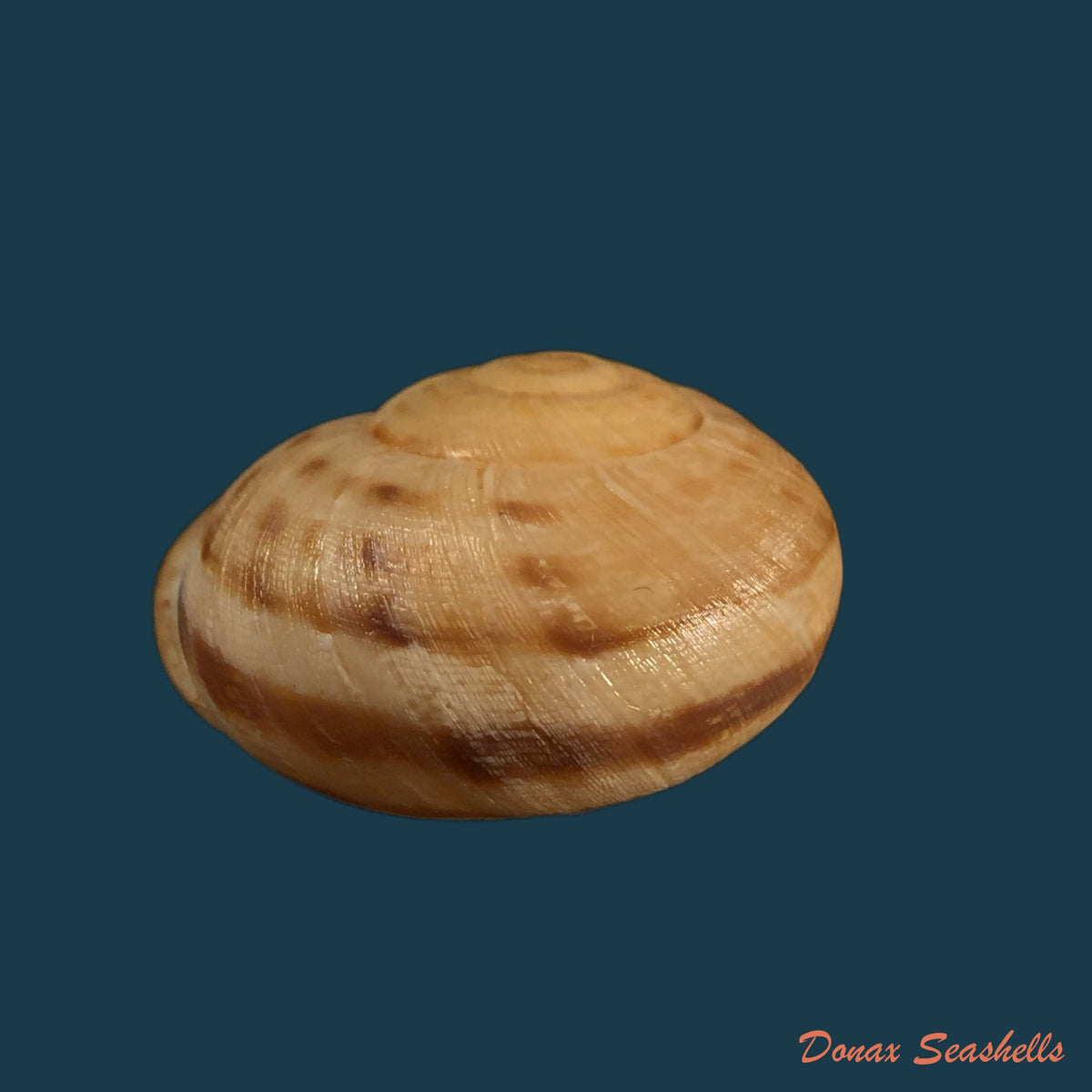 copia-de-iberus-lorcanus-rossmassler-1854-34-2mm-1